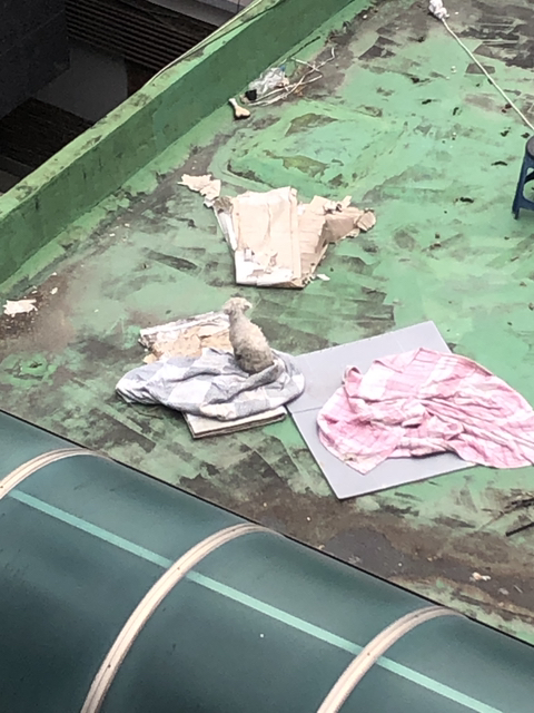 강아지 한마리가 새끼때부터 옥상에 방치 되어있다고 합니다