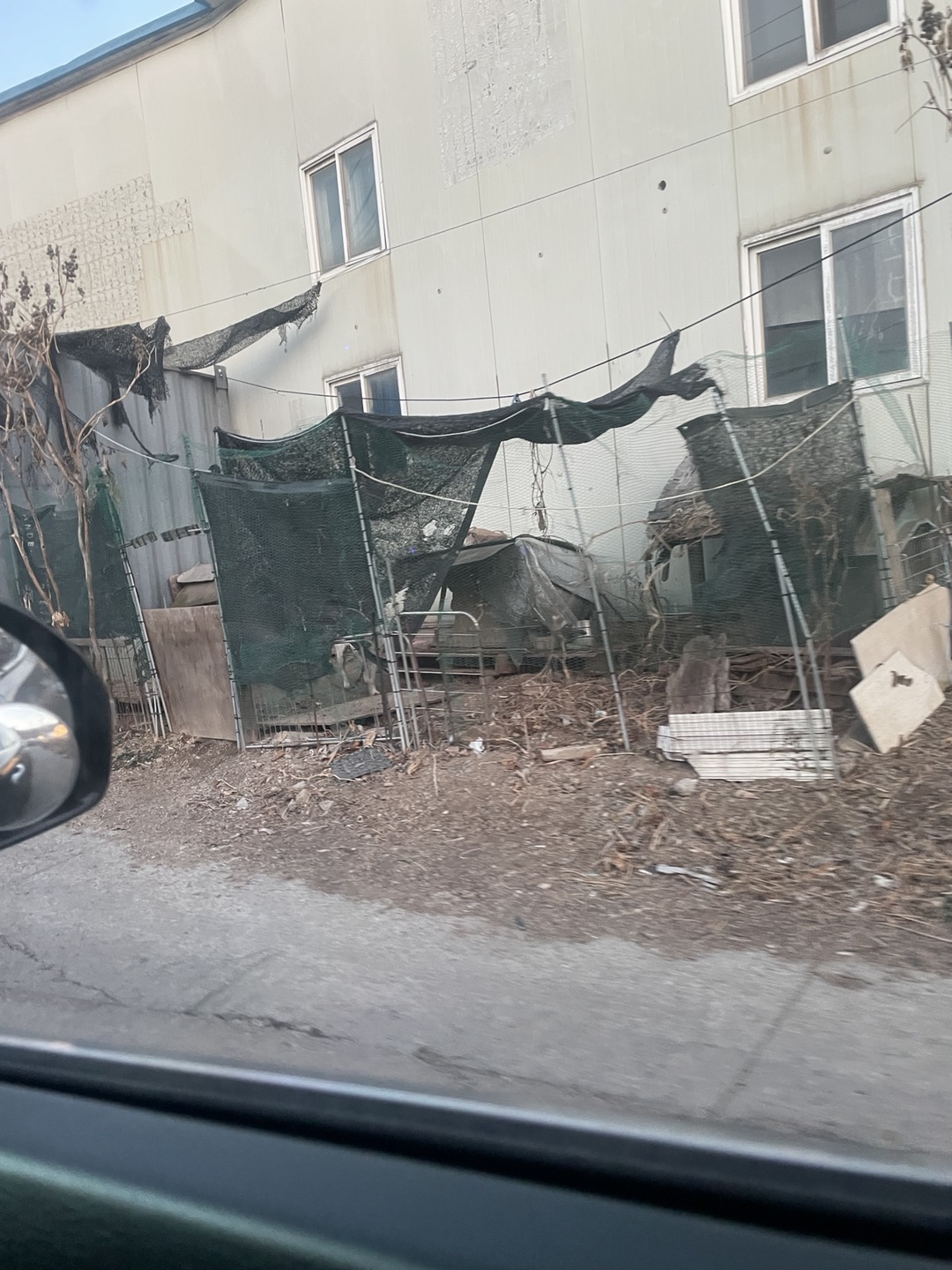 매년 복날에 사라지는 백구들