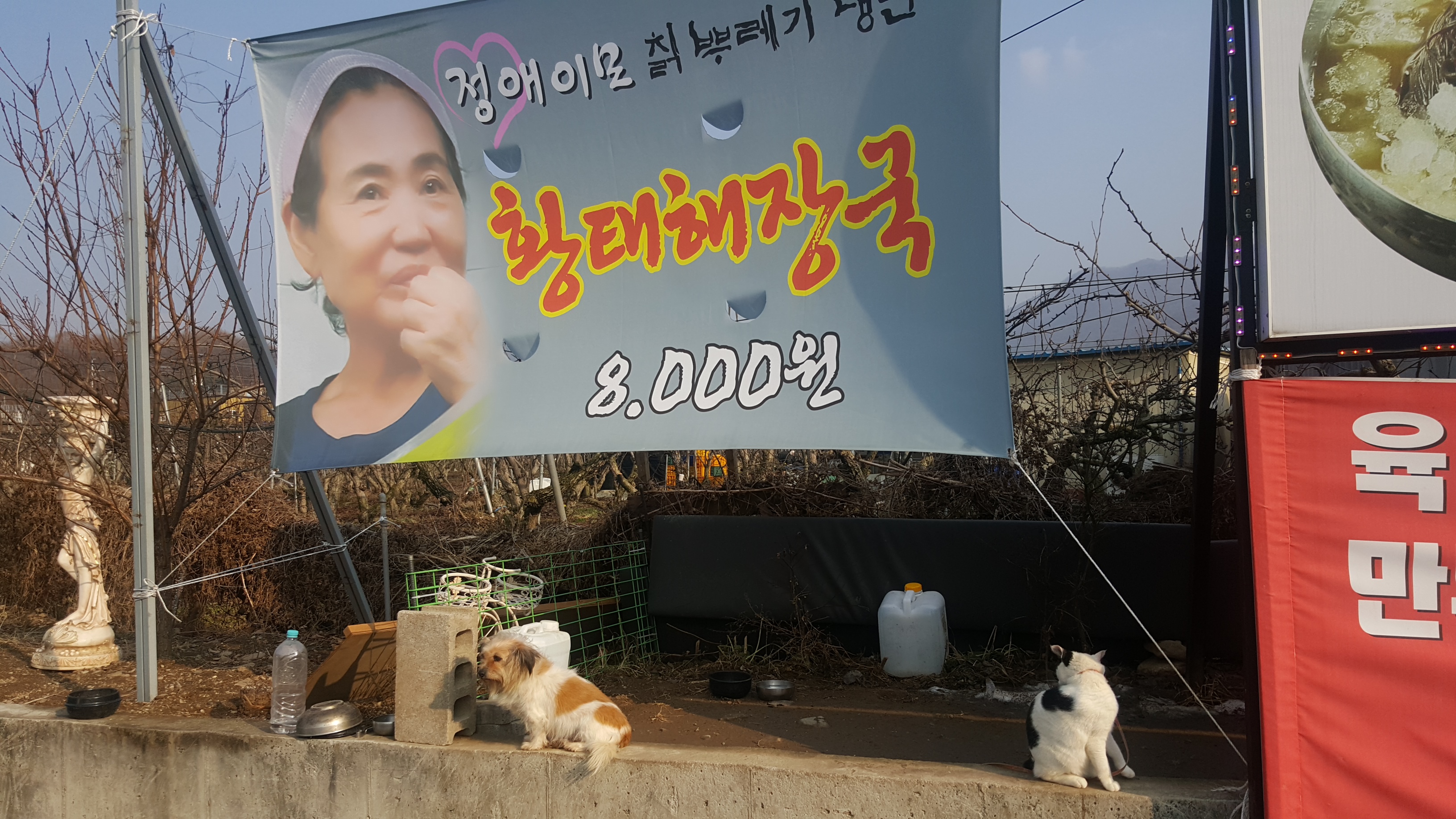 고양이를 목줄로 매고 키우는 것 같아요.