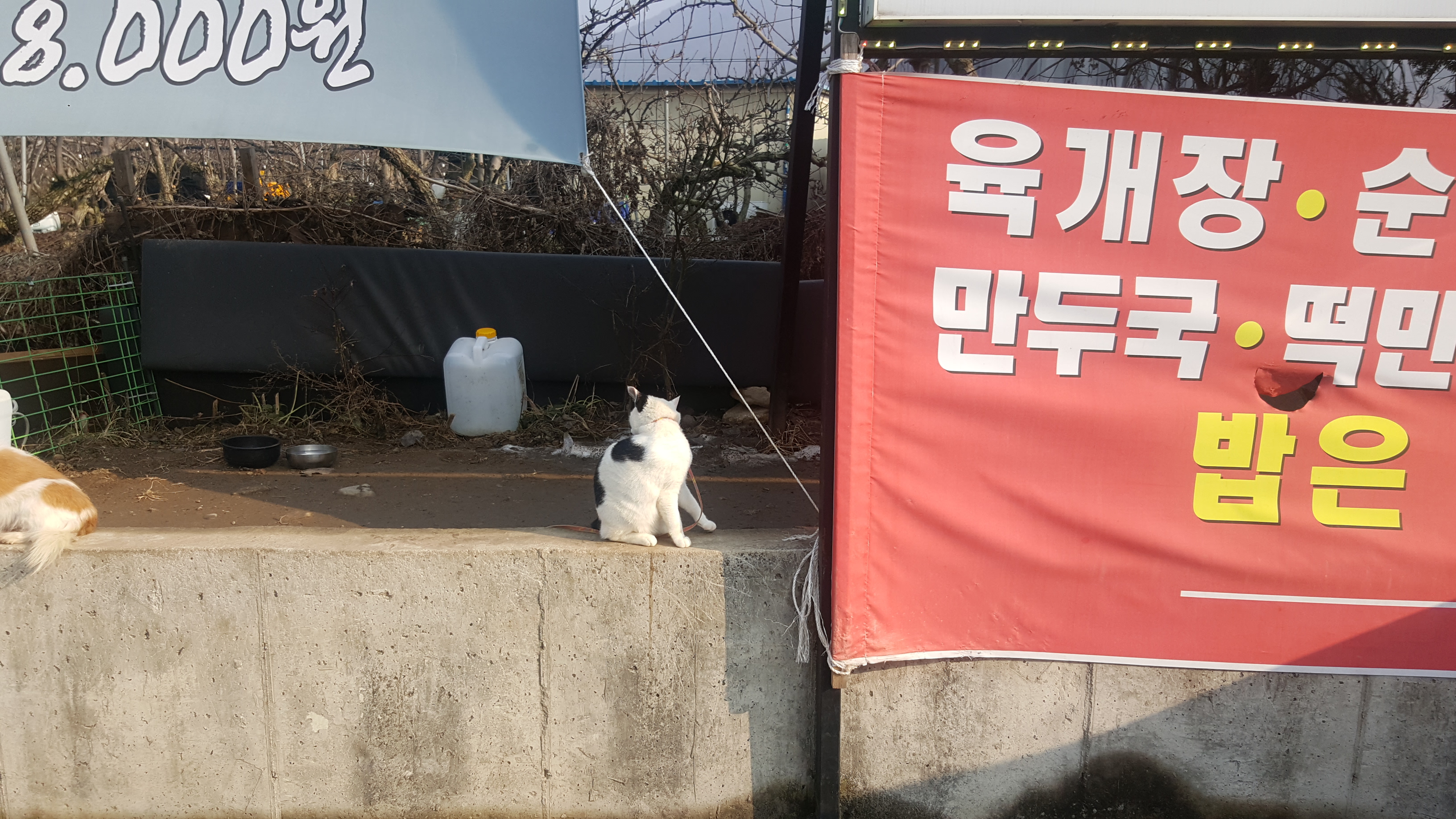 고양이를 목줄로 매고 키우는 것 같아요.