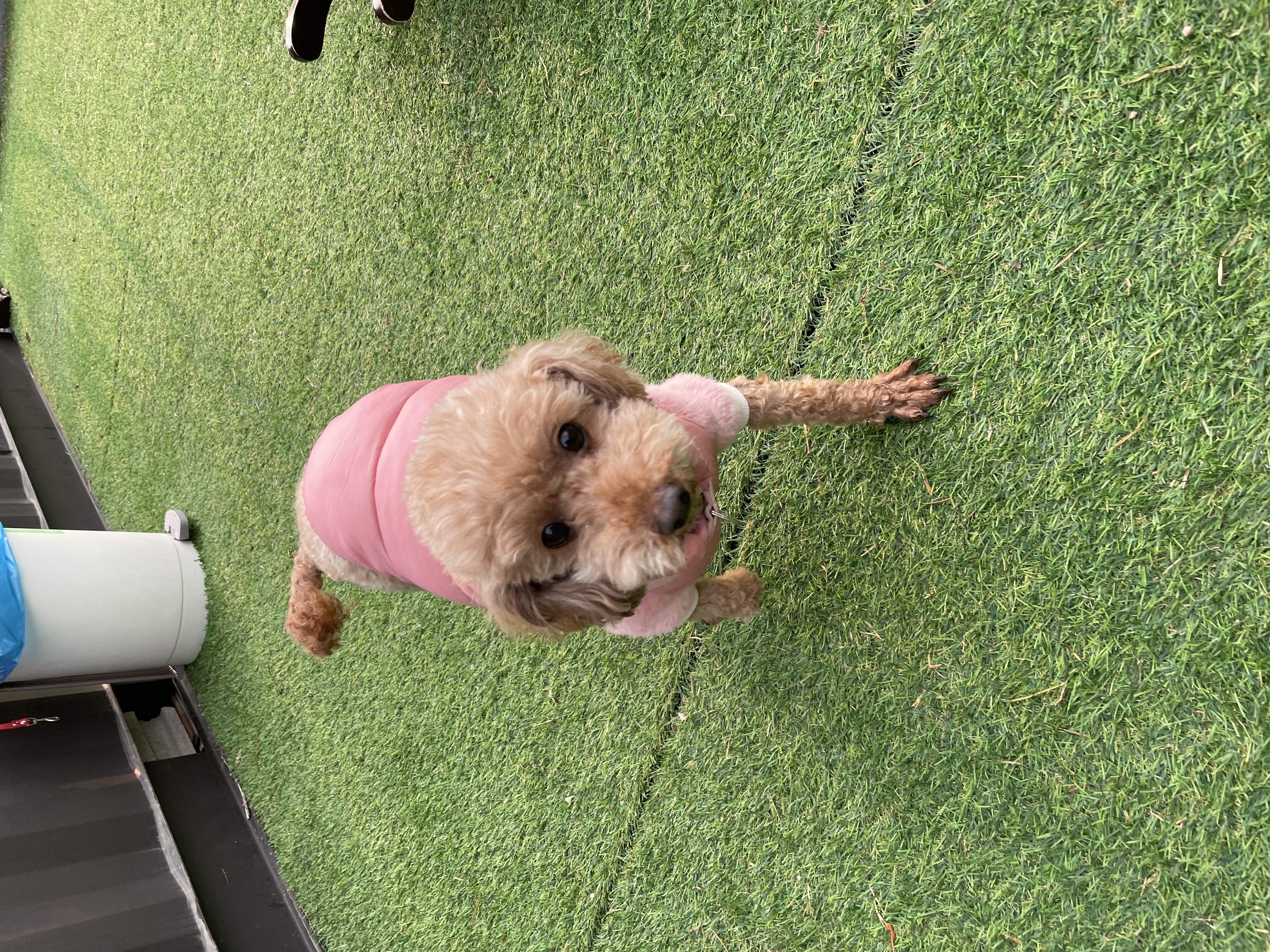 치치의 9개월차 근황 알려요! 
