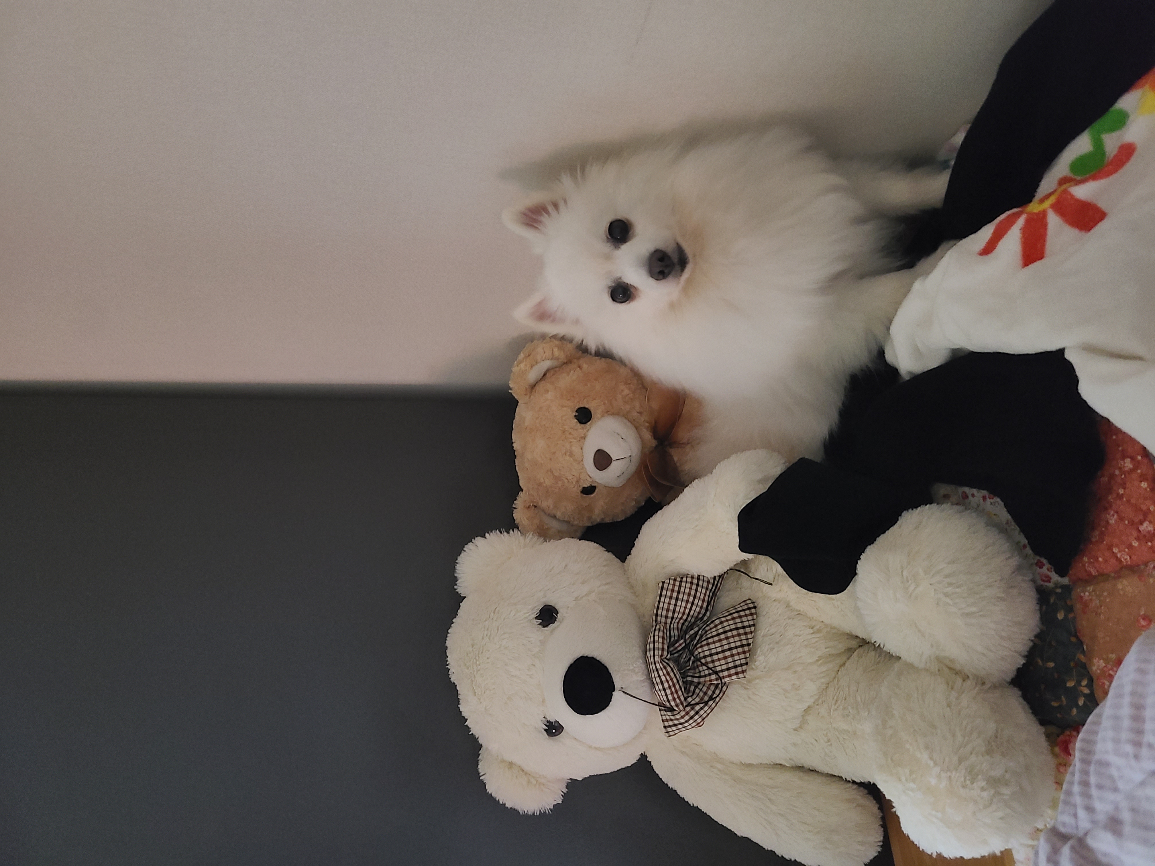 단비(곤지암 포동이) 집에 온 지 2주 됐어요~