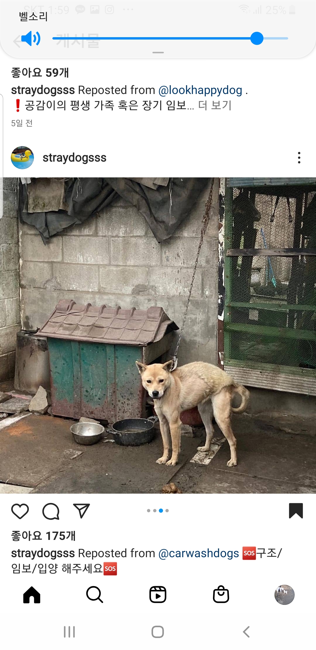 짧은 목줄로 "먹지도" "눕지도" 못하는 아이를 구해주세요🙏🙏🙏🙏🙏🙏🙏