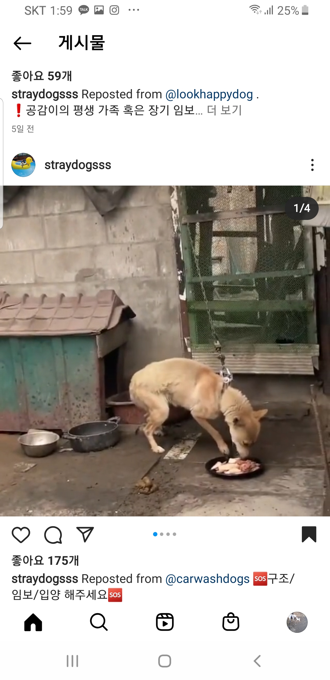 짧은 목줄로 "먹지도" "눕지도" 못하는 아이를 구해주세요🙏🙏🙏🙏🙏🙏🙏