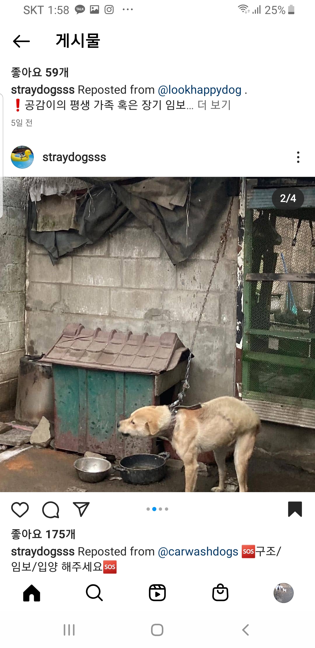 짧은 목줄로 "먹지도" "눕지도" 못하는 아이를 구해주세요🙏🙏🙏🙏🙏🙏🙏