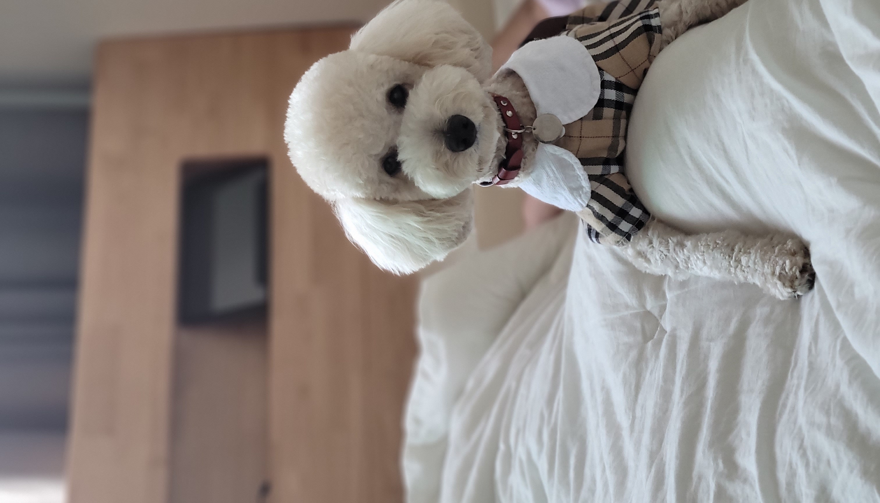 푸사 (보리) 