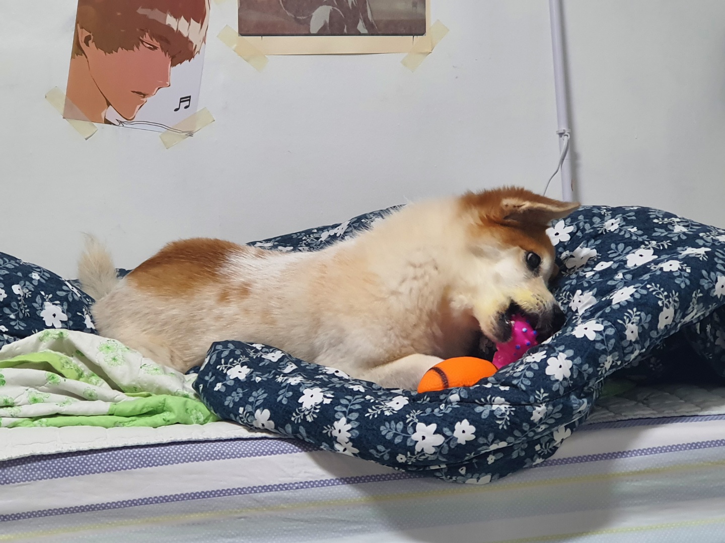 꼬마 입양 5개월 이야기입니다♡