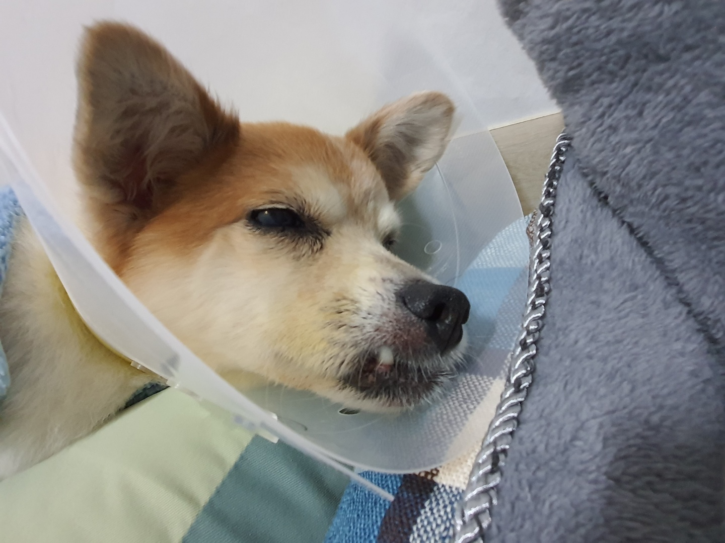 꼬마 입양 5개월 이야기입니다♡