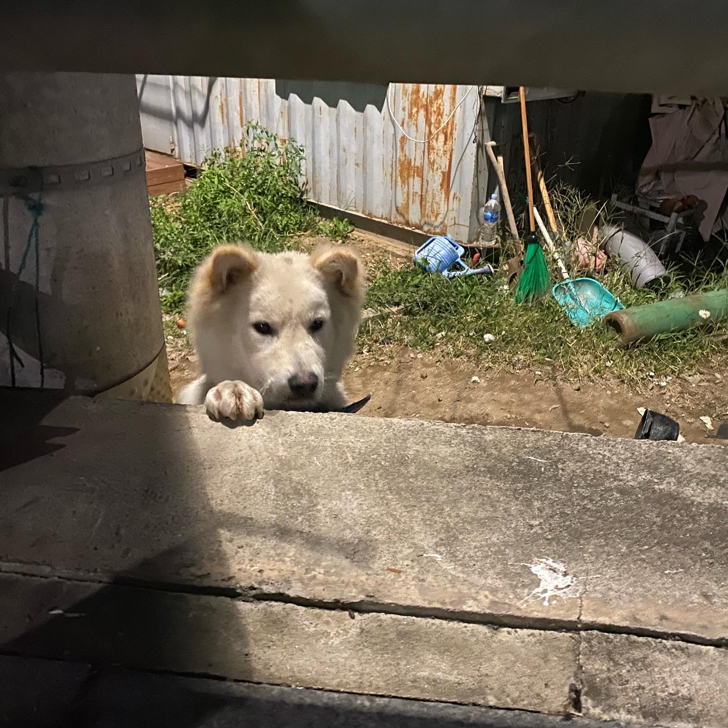 강아지가 자꾸 바뀝니다.