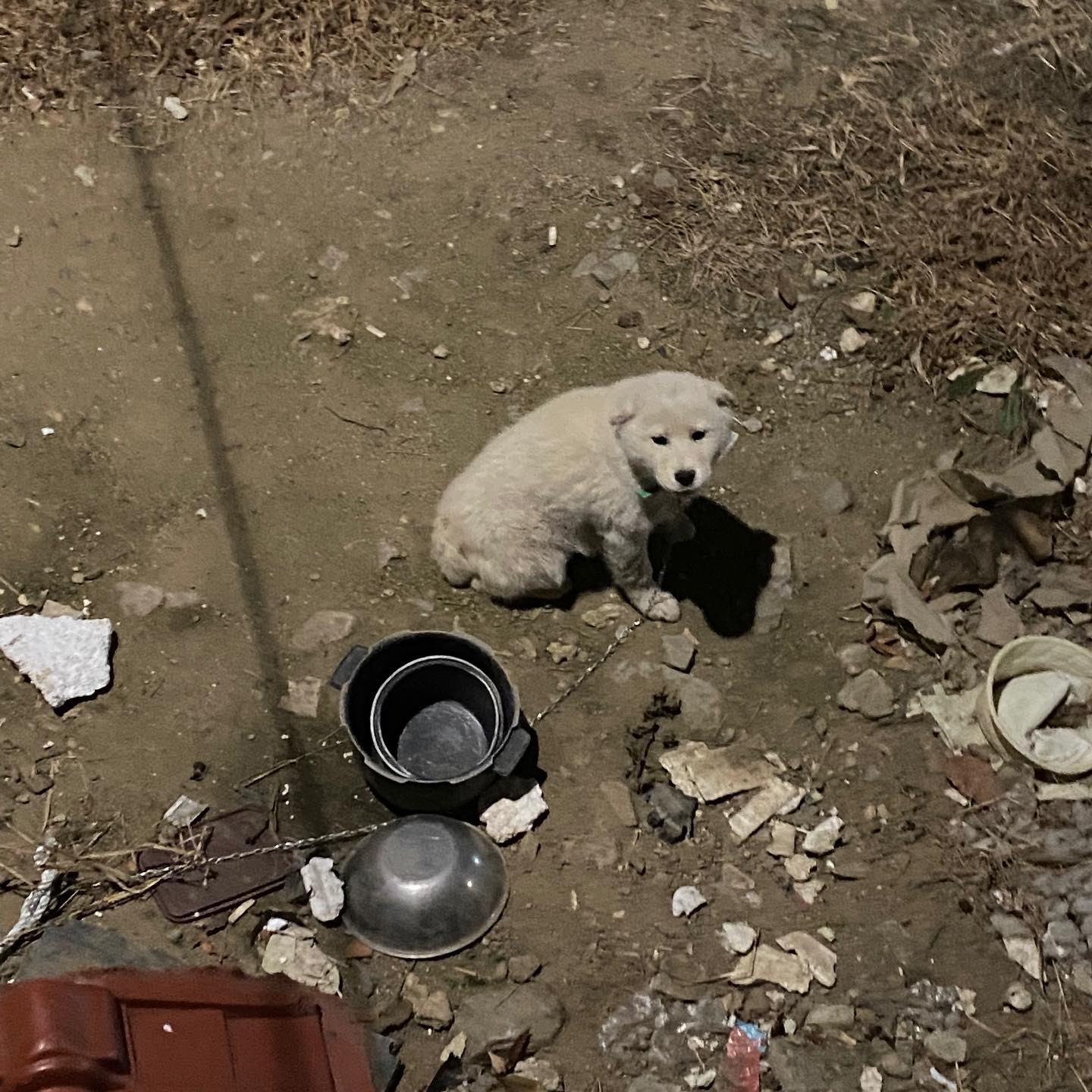 강아지가 자꾸 바뀝니다.