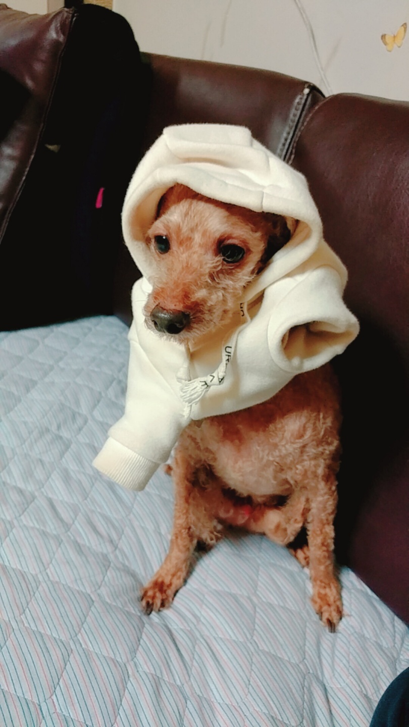 짱이
