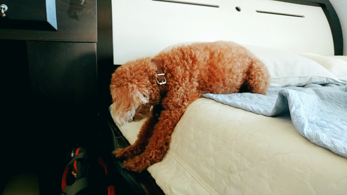 짱이