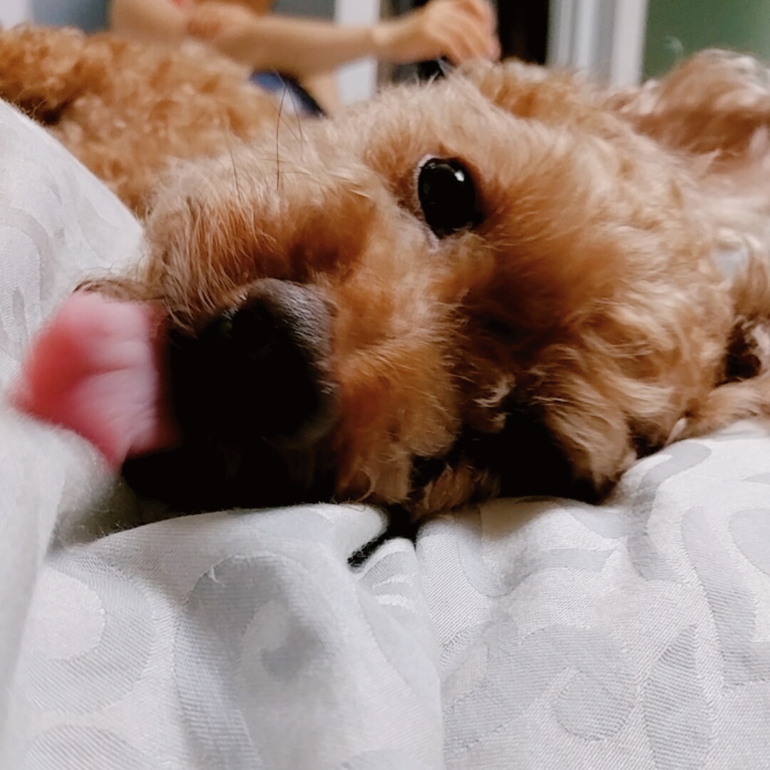 짱이