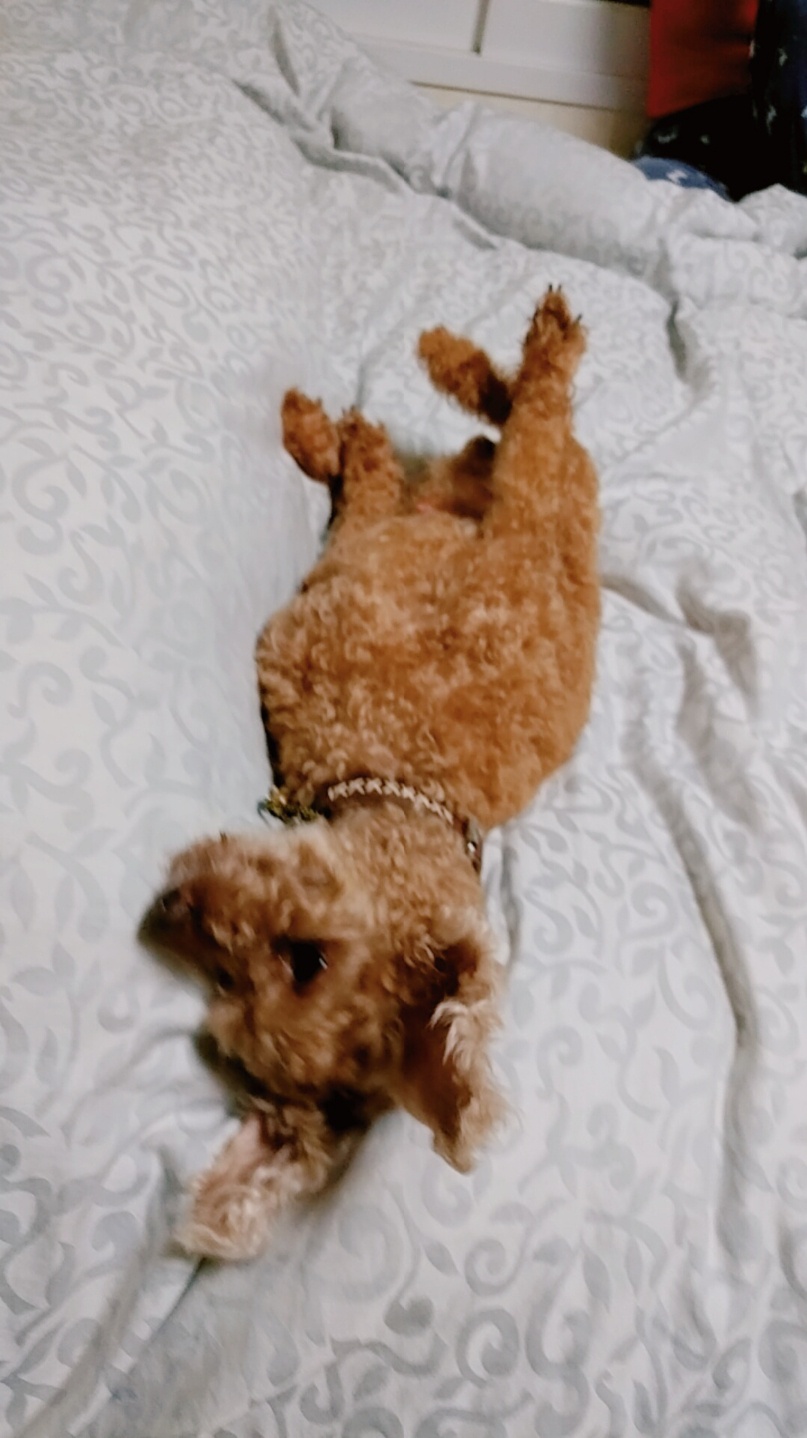 짱이