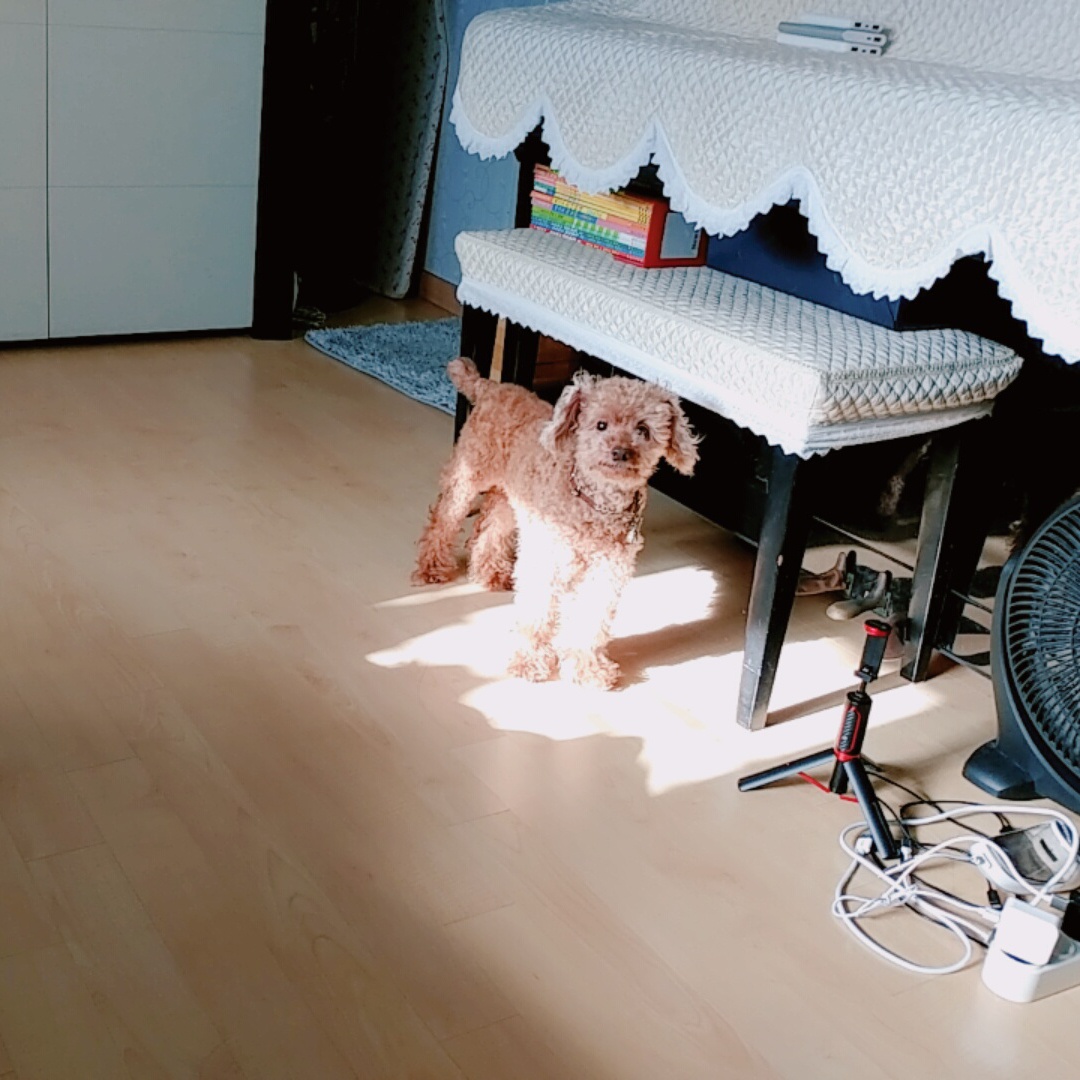 짱이