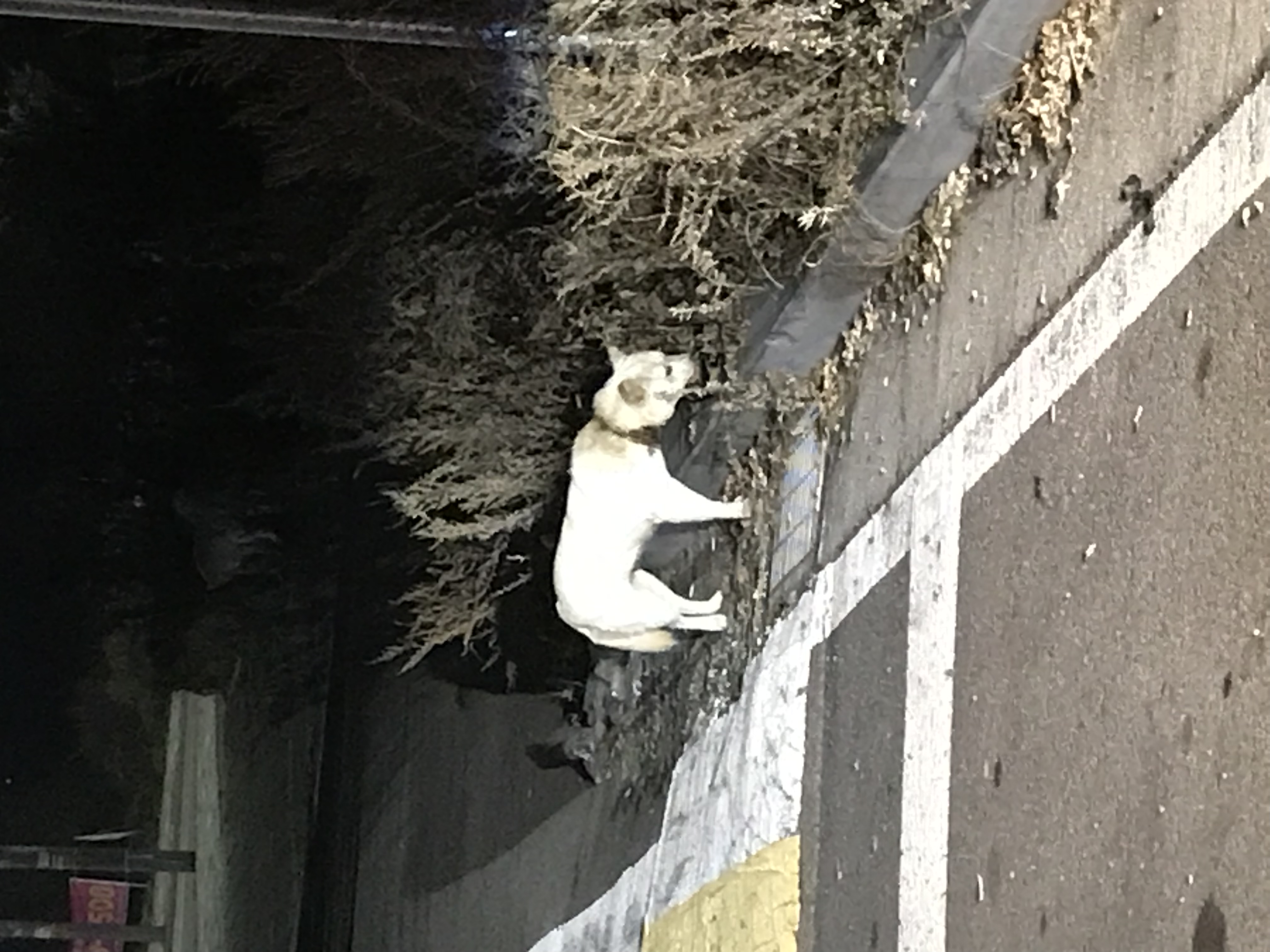 올무에 쪼여 목이 썩어가는 어미견을 살려주세요.