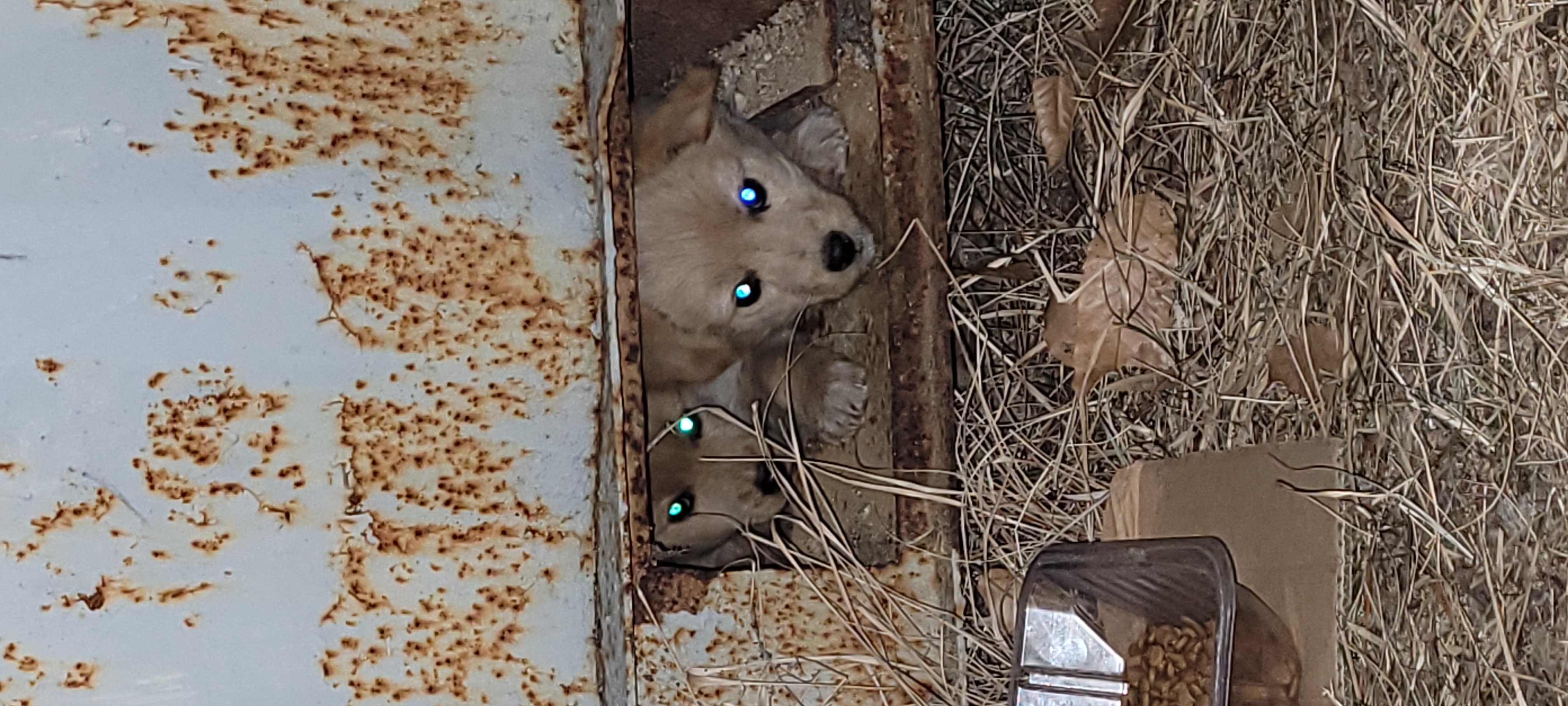 어린 강아지 3마리가 한파에 유기되었습니다