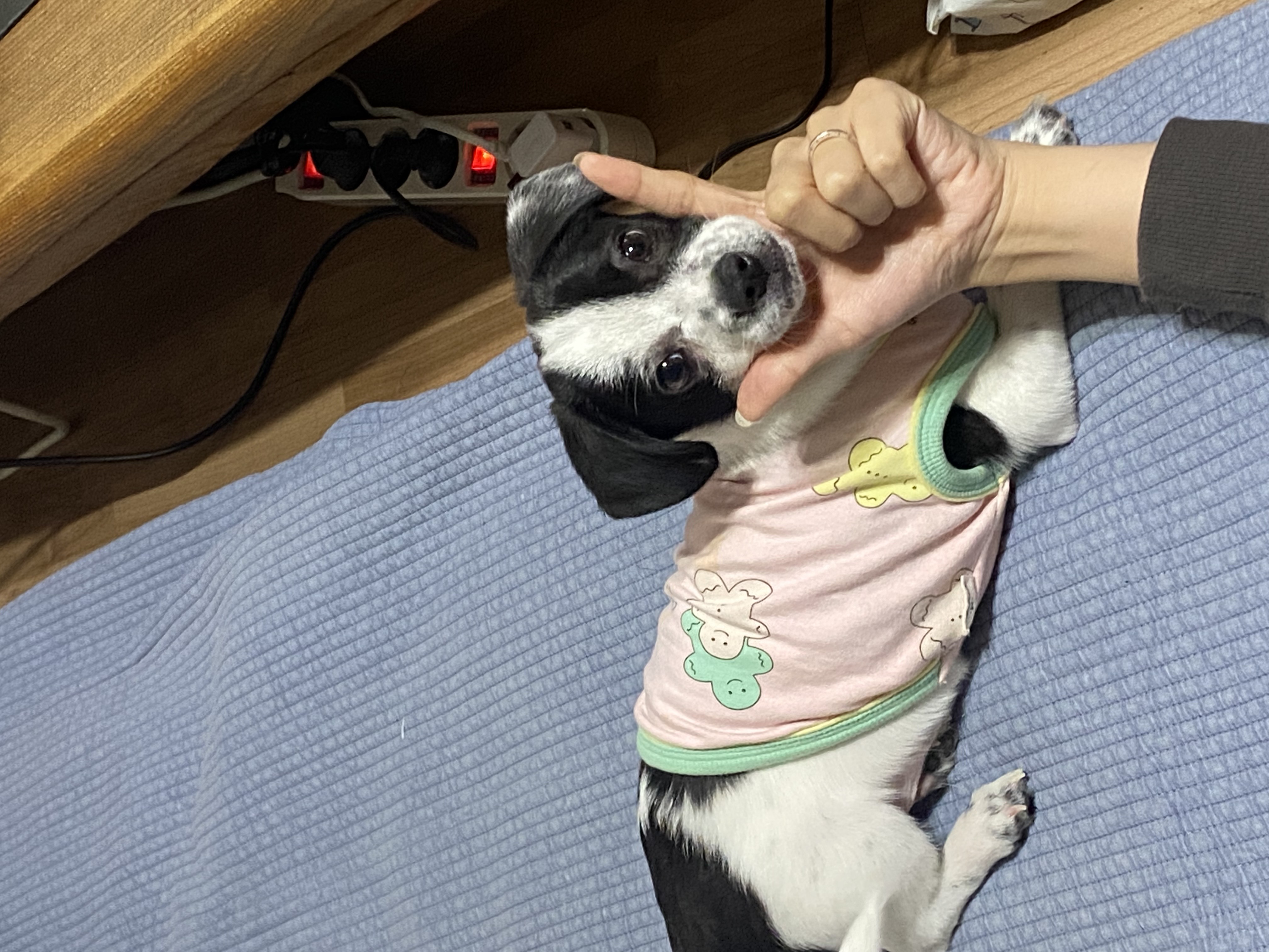 양주 과다사육현장에서 온 하얀이 입양 한달 후기입니다! 