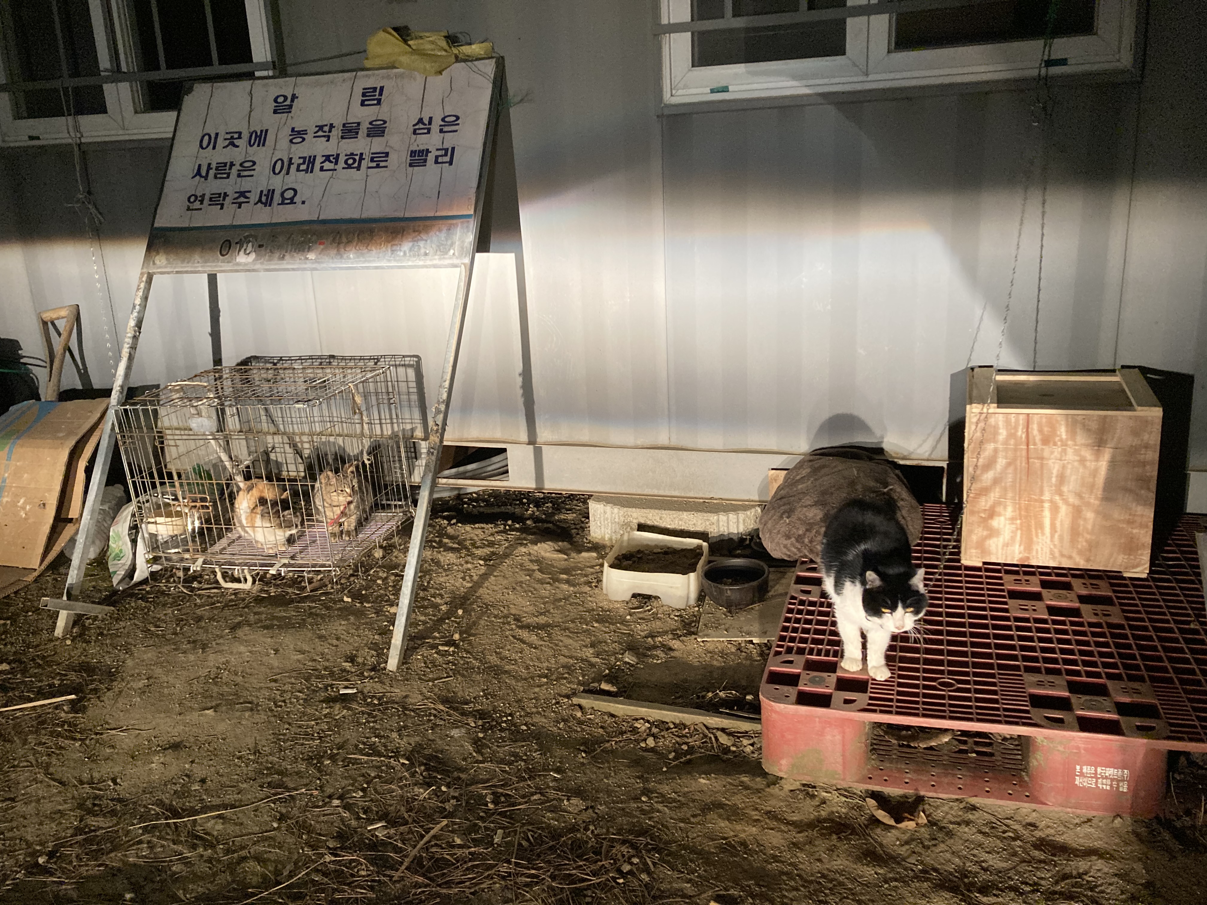 영하10도에 쇠철장에 갇혀 야외에 방치된 고양이 두마리와 목줄에 묶여 한파를 그대로 겪어야하는 한마리의 고양이들을 구해주세요..