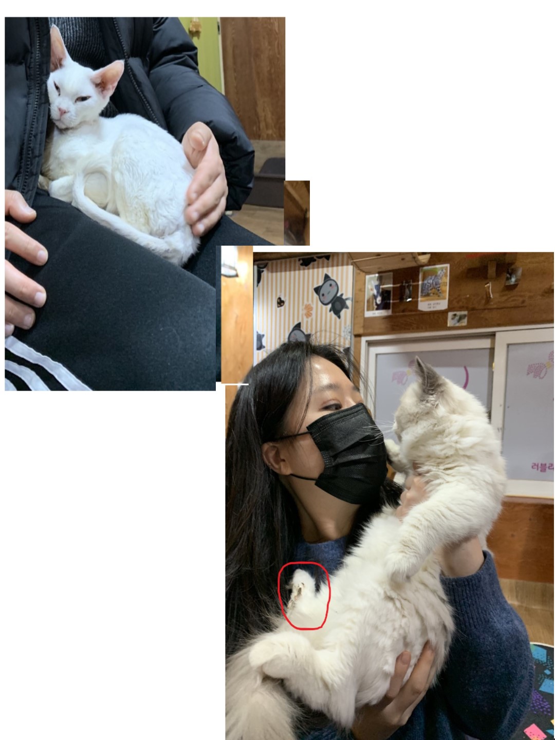 나비야놀자 라는 고양이카페를 빙자한 분양공장입니다. 너무 열악한 환경에 방치되어있습니다.