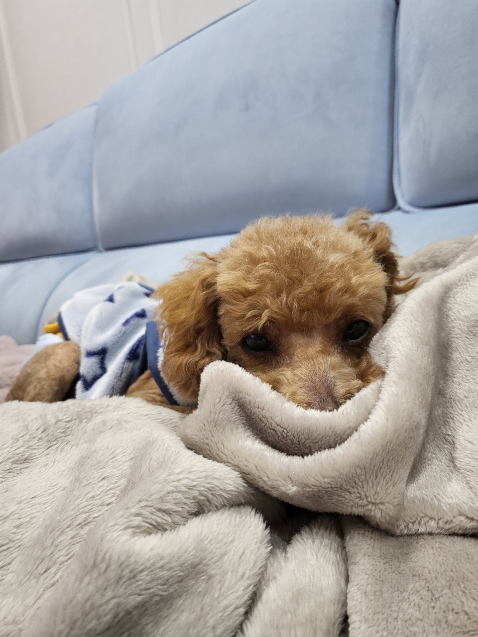 도순이 입양 일주일차 이야기 
