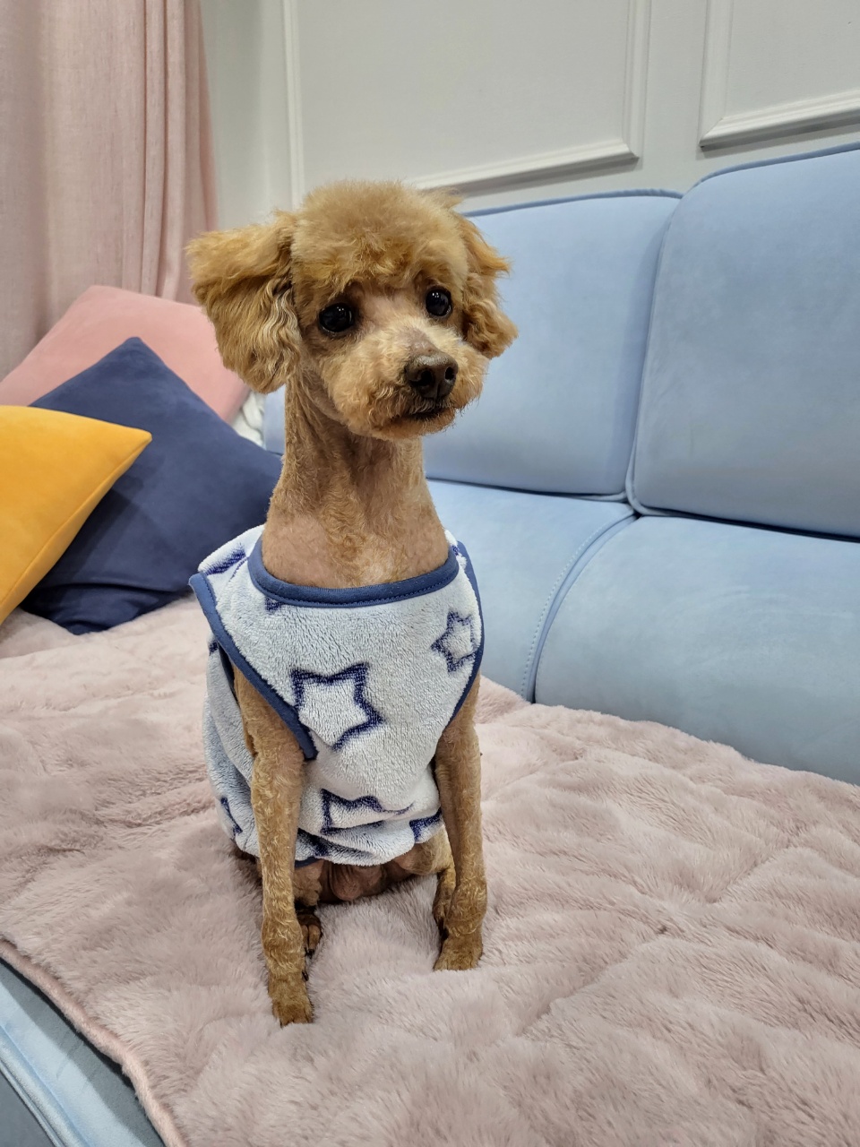 도순이 입양 일주일차 이야기 