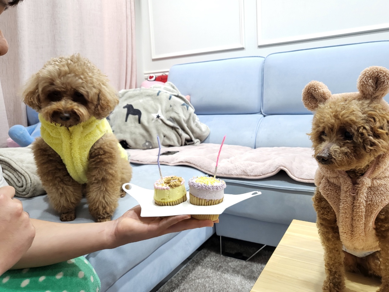 도순이 입양 일주일차 이야기 