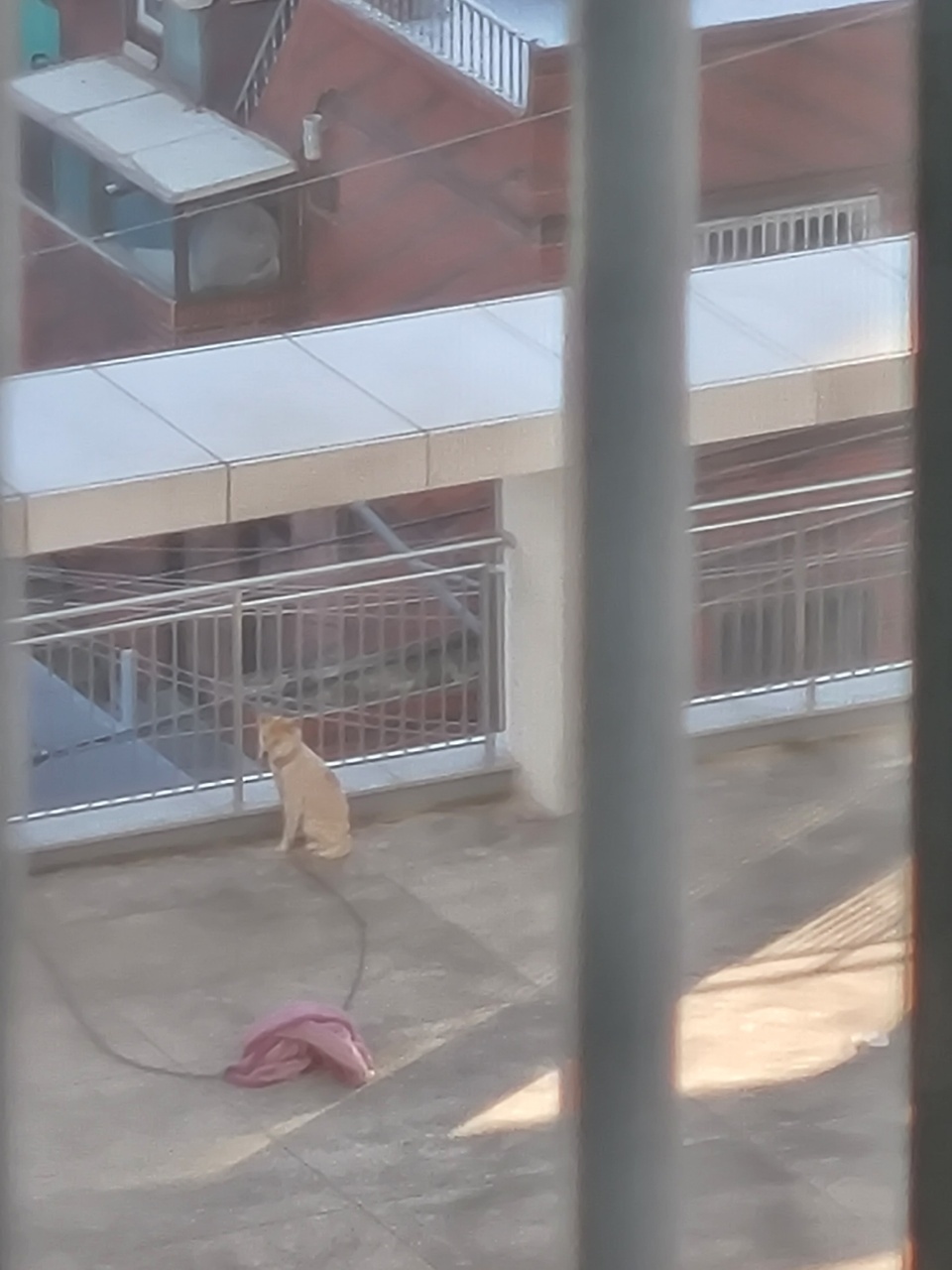 교회건물 옥상에 이 추운겨울날 개가 묶인채 방치되어있어요