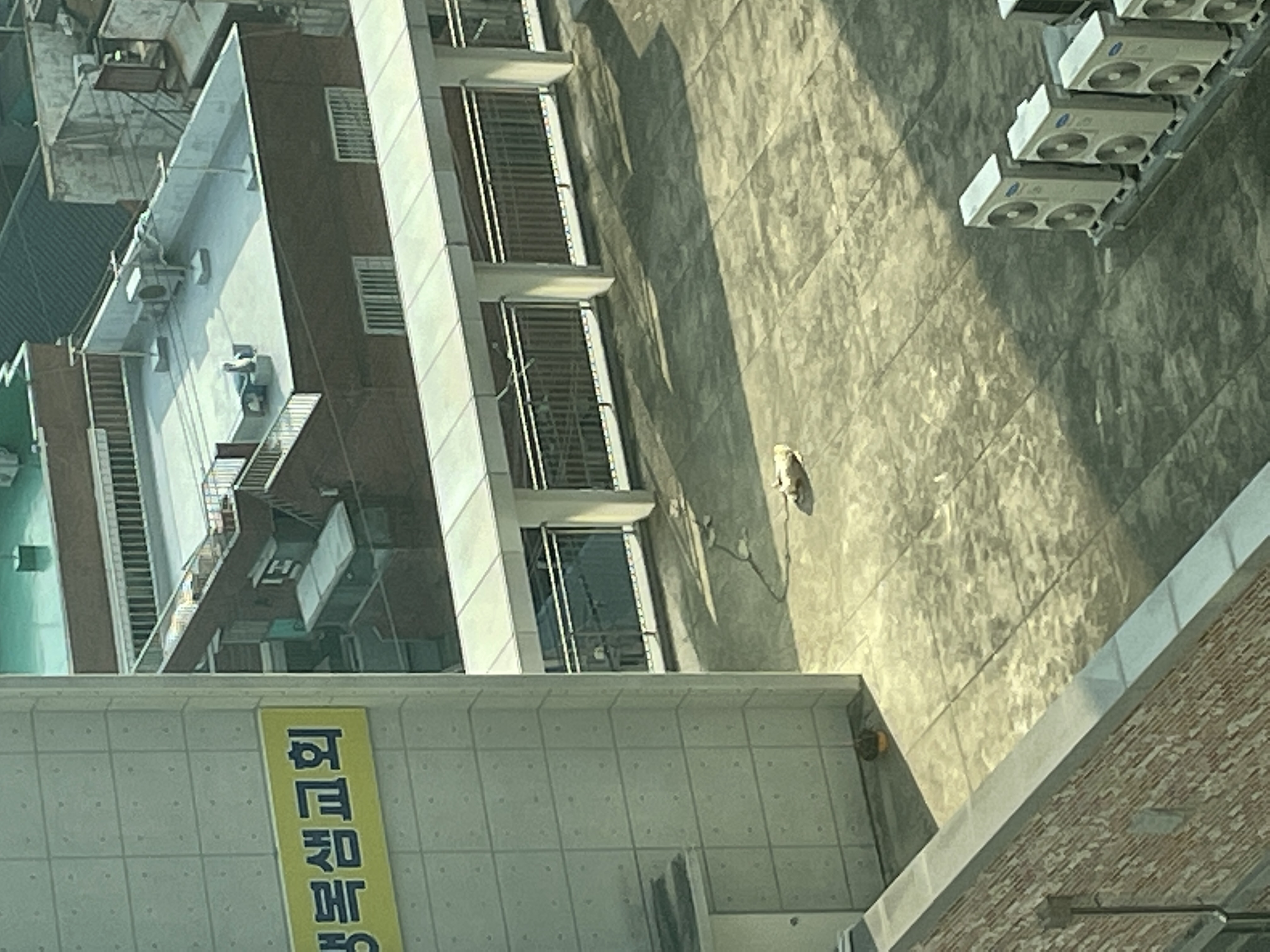 교회건물 옥상에 이 추운겨울날 개가 묶인채 방치되어있어요