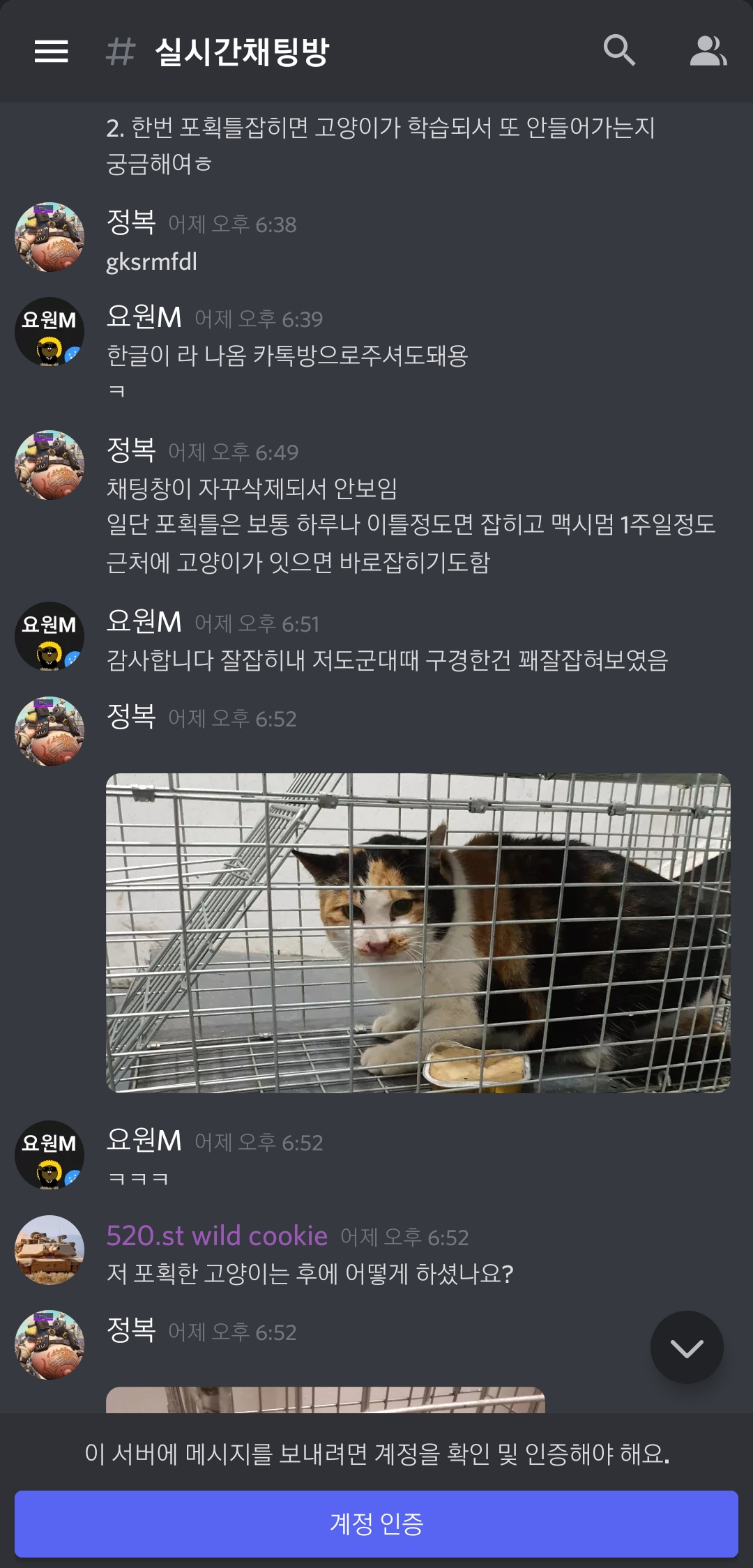 길고양이 학대방 