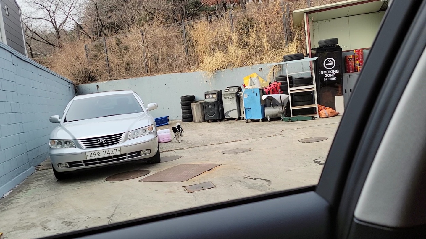 주차장에 추위에 방치된 강아지 