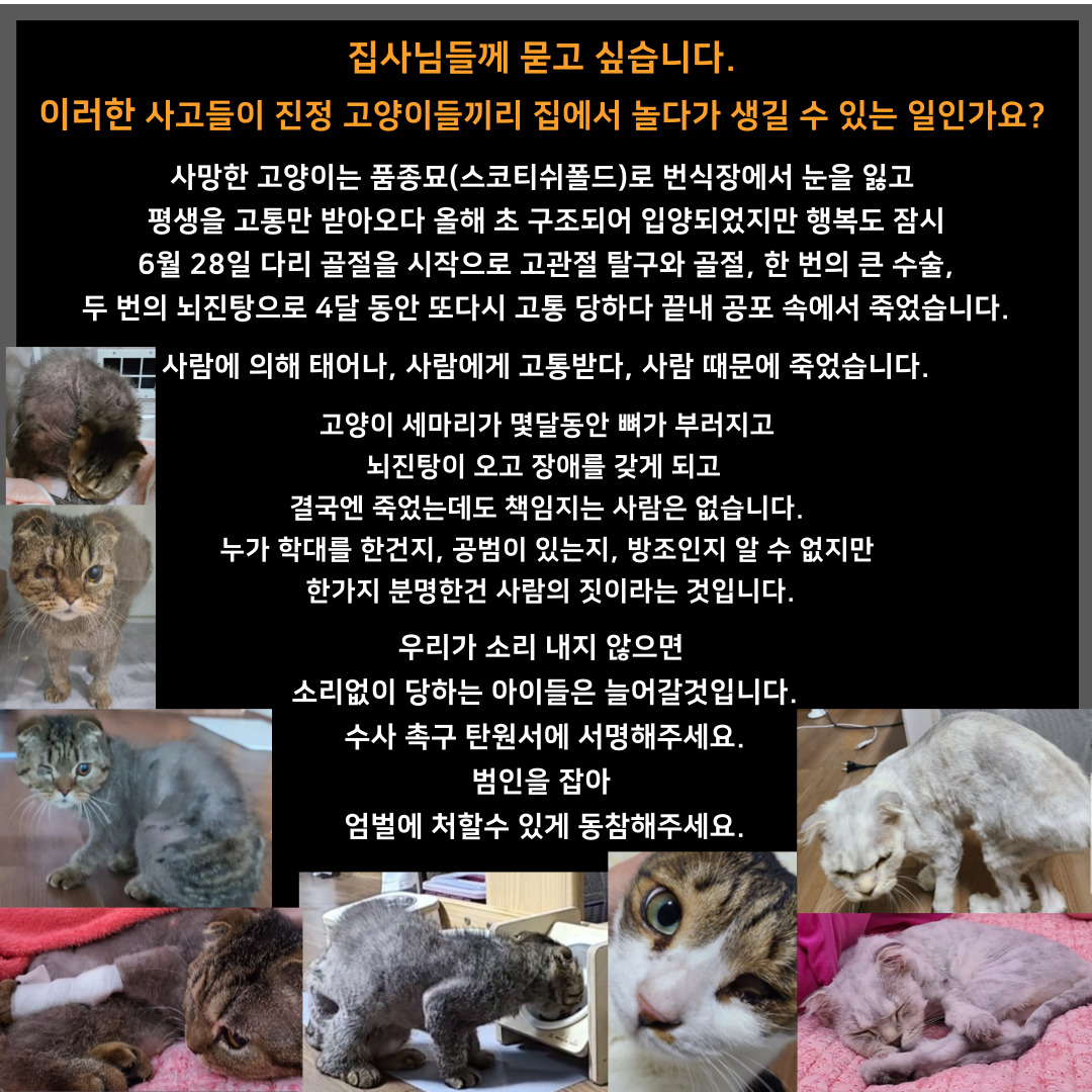 제가 입양보낸 아이는 실명이 됬고, 다른 아이는 11월30일 죽었습니다.