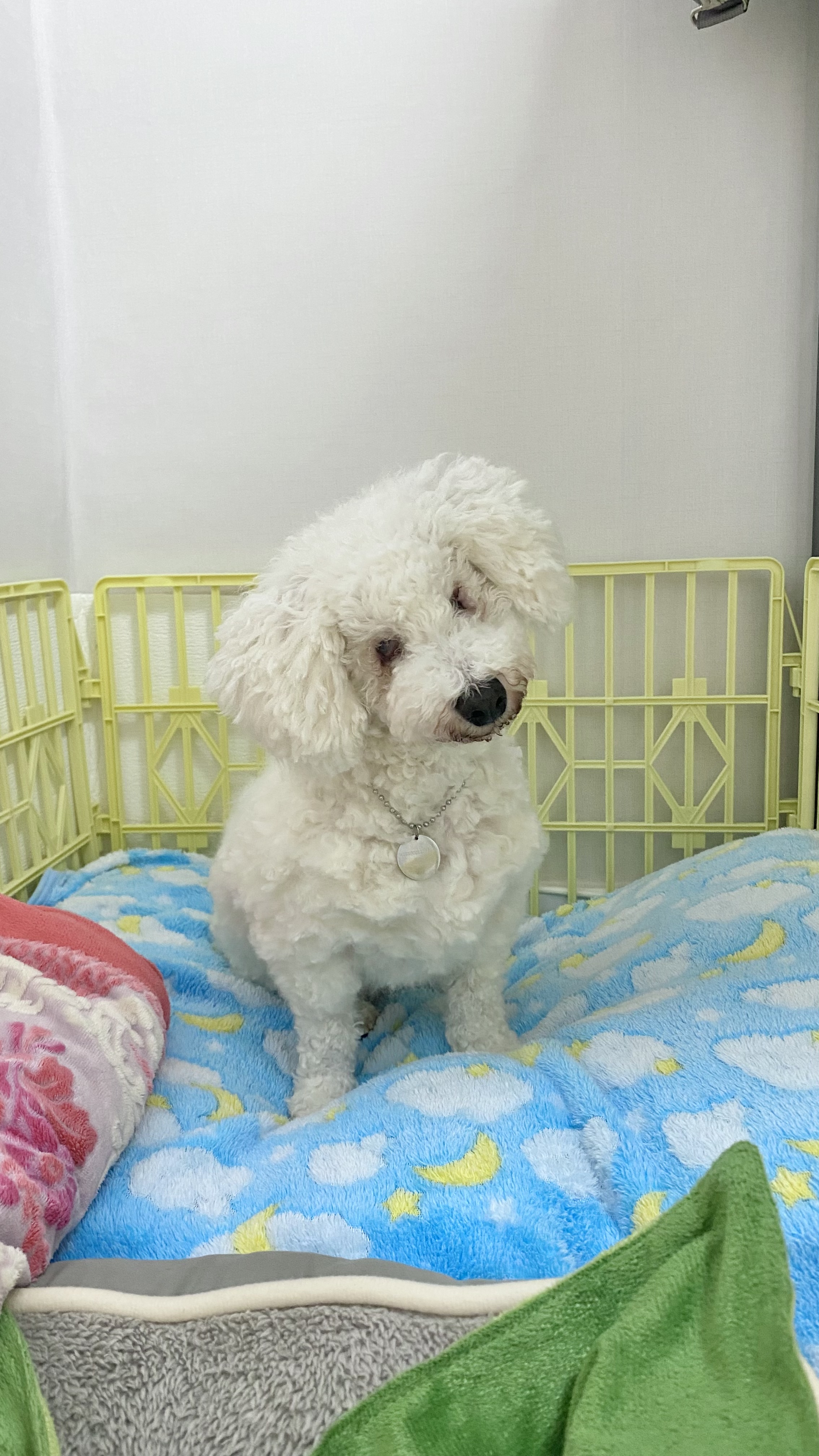 윤랑(곤지암_쟈스민)의 치료일기