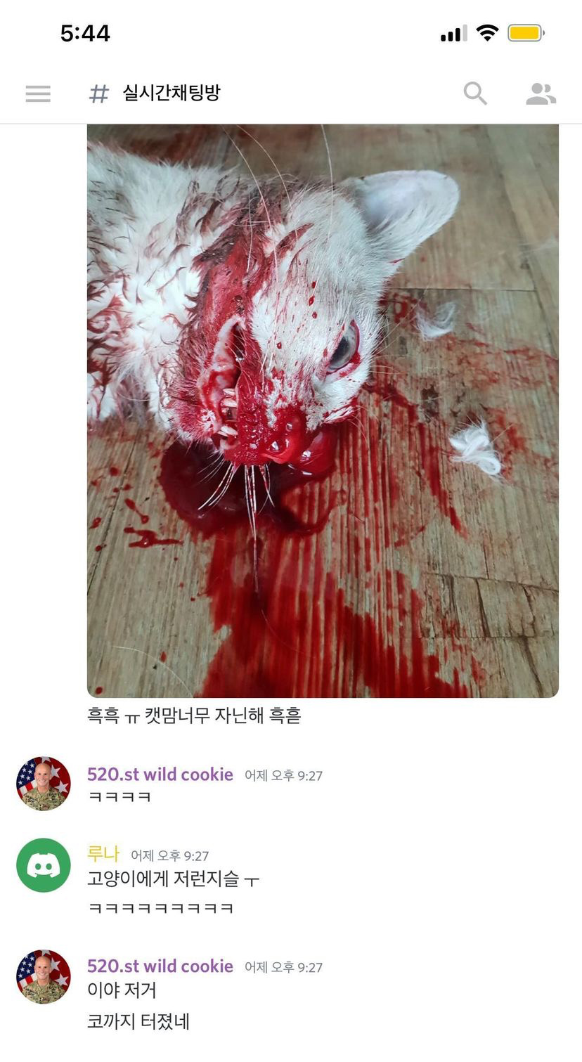 길고양이 학대, 살해를 즐기는 단톡방