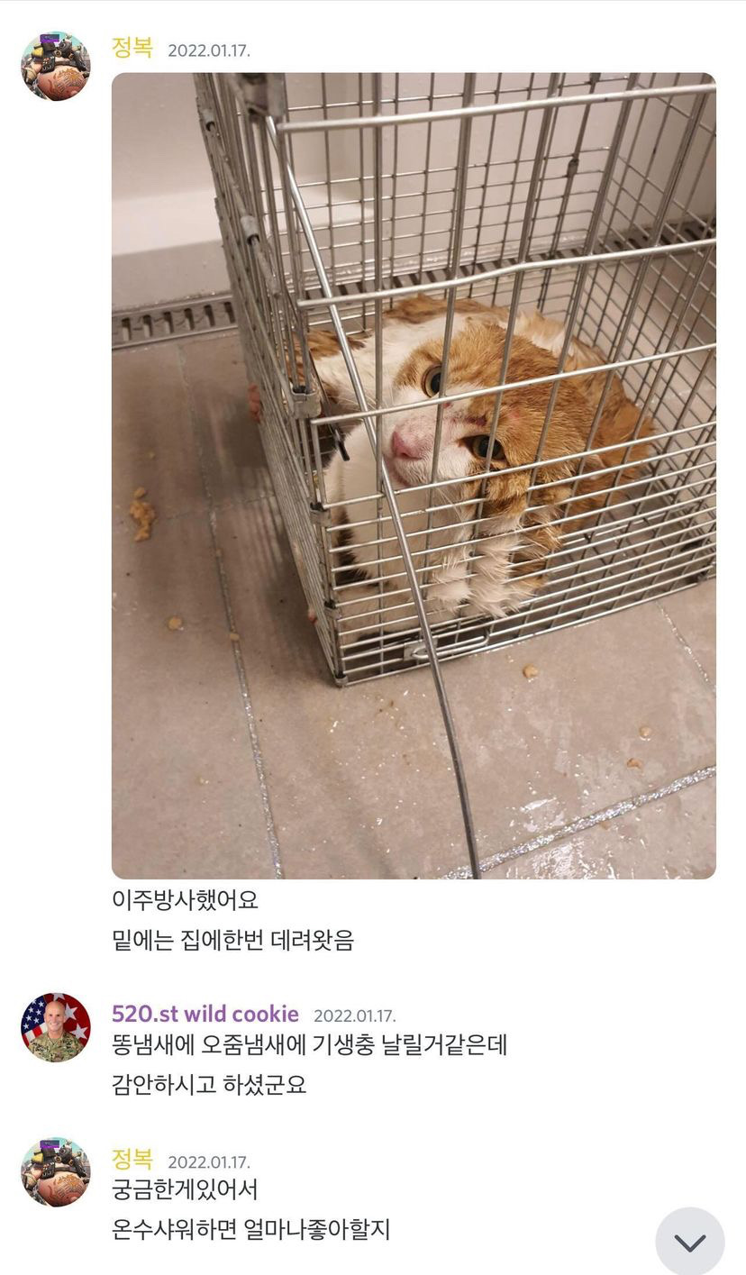 길고양이 학대, 살해를 즐기는 단톡방