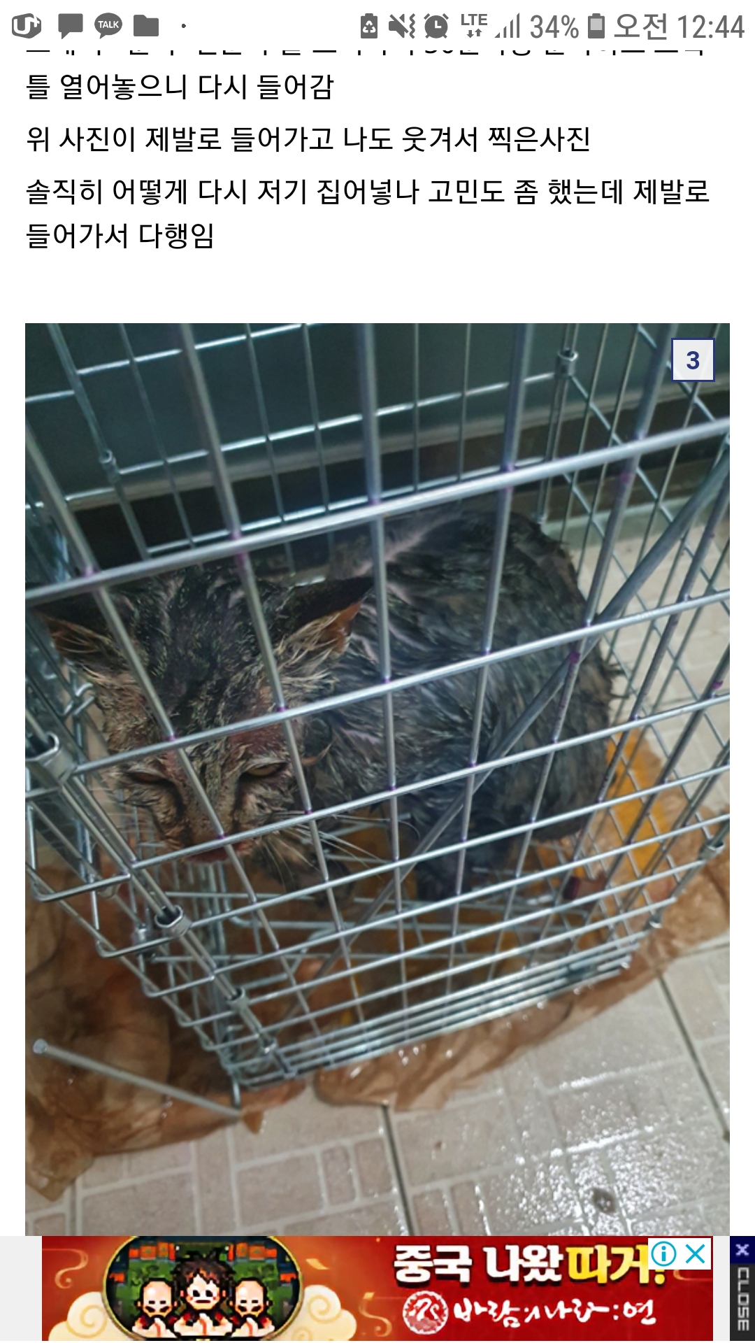 길고양이 불법포획 학대 후 타지역 방사