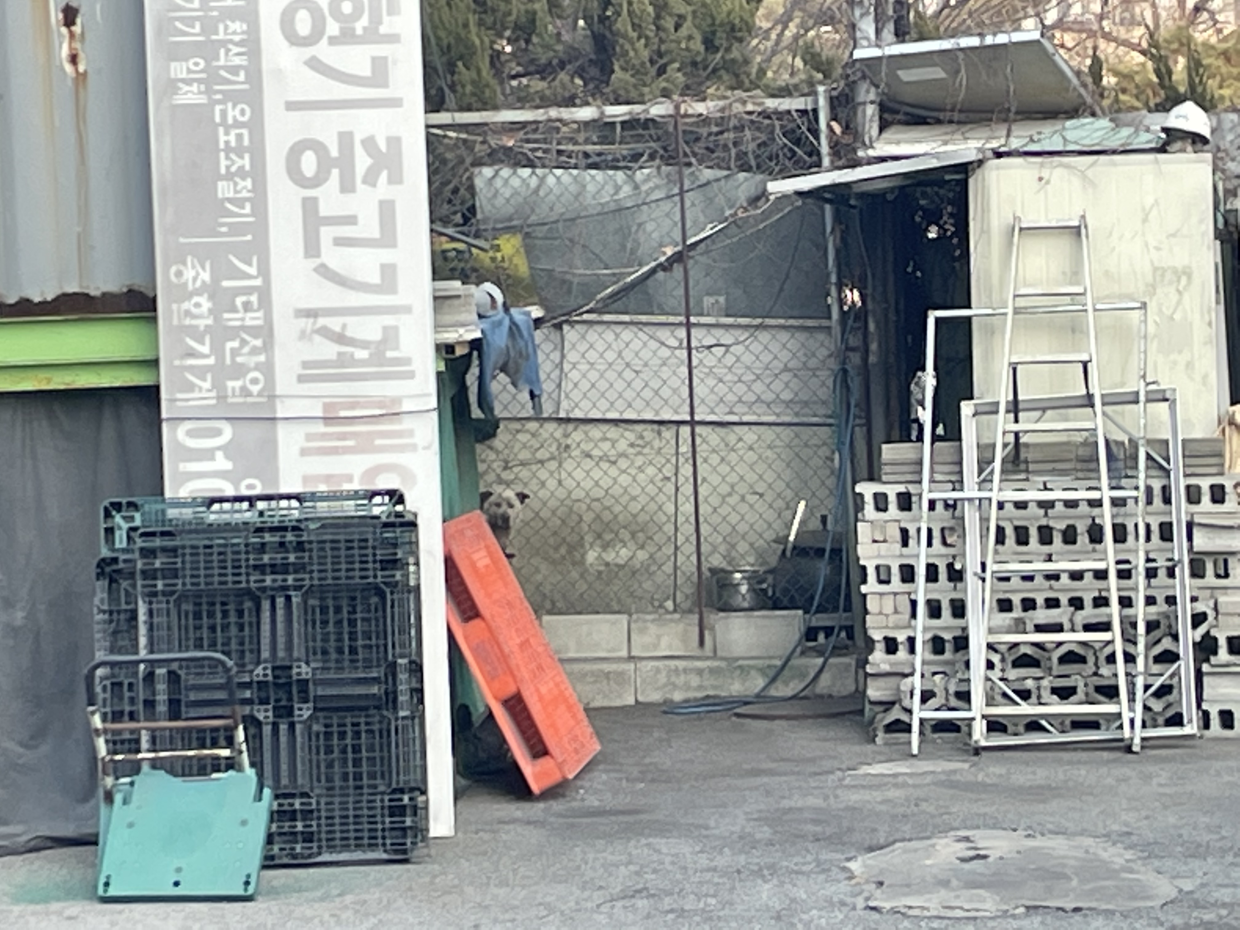 고속도로 입구에 방치된 강아지를 구해주세요