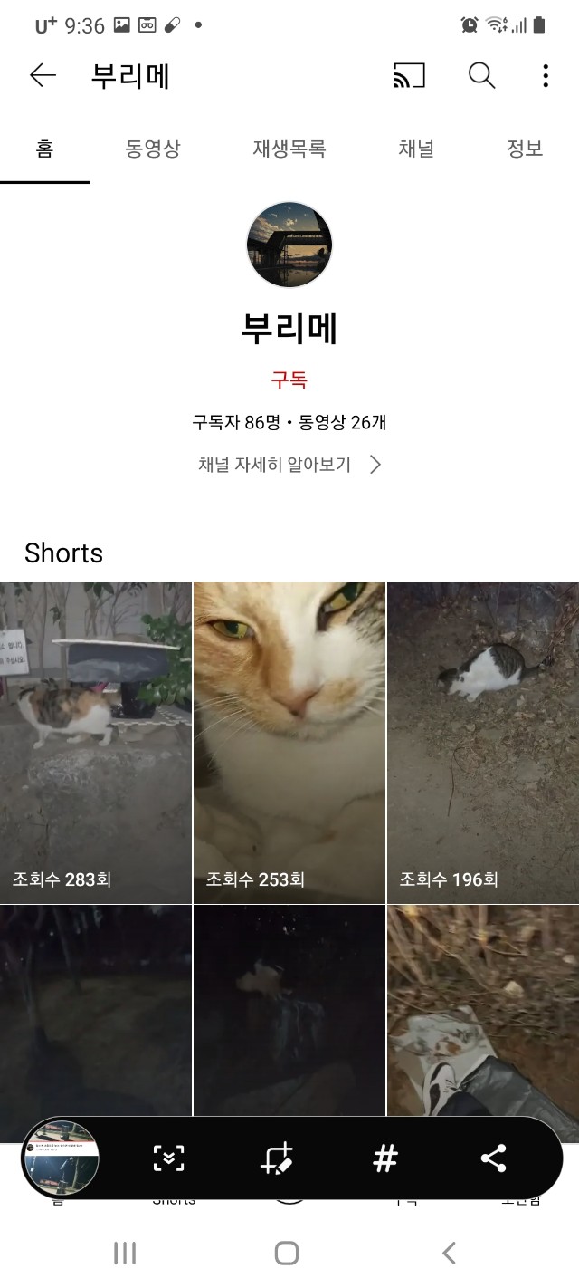 길고양이 학대