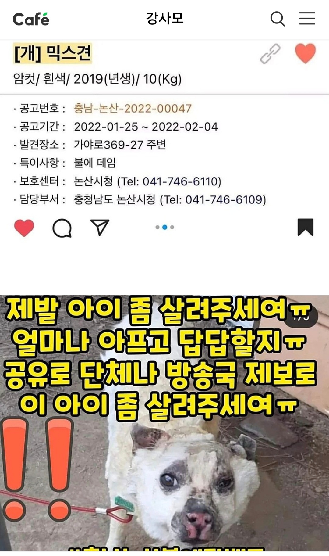 논산 도살장에서 가까스로 구조된 아이 도움이 절실합니다