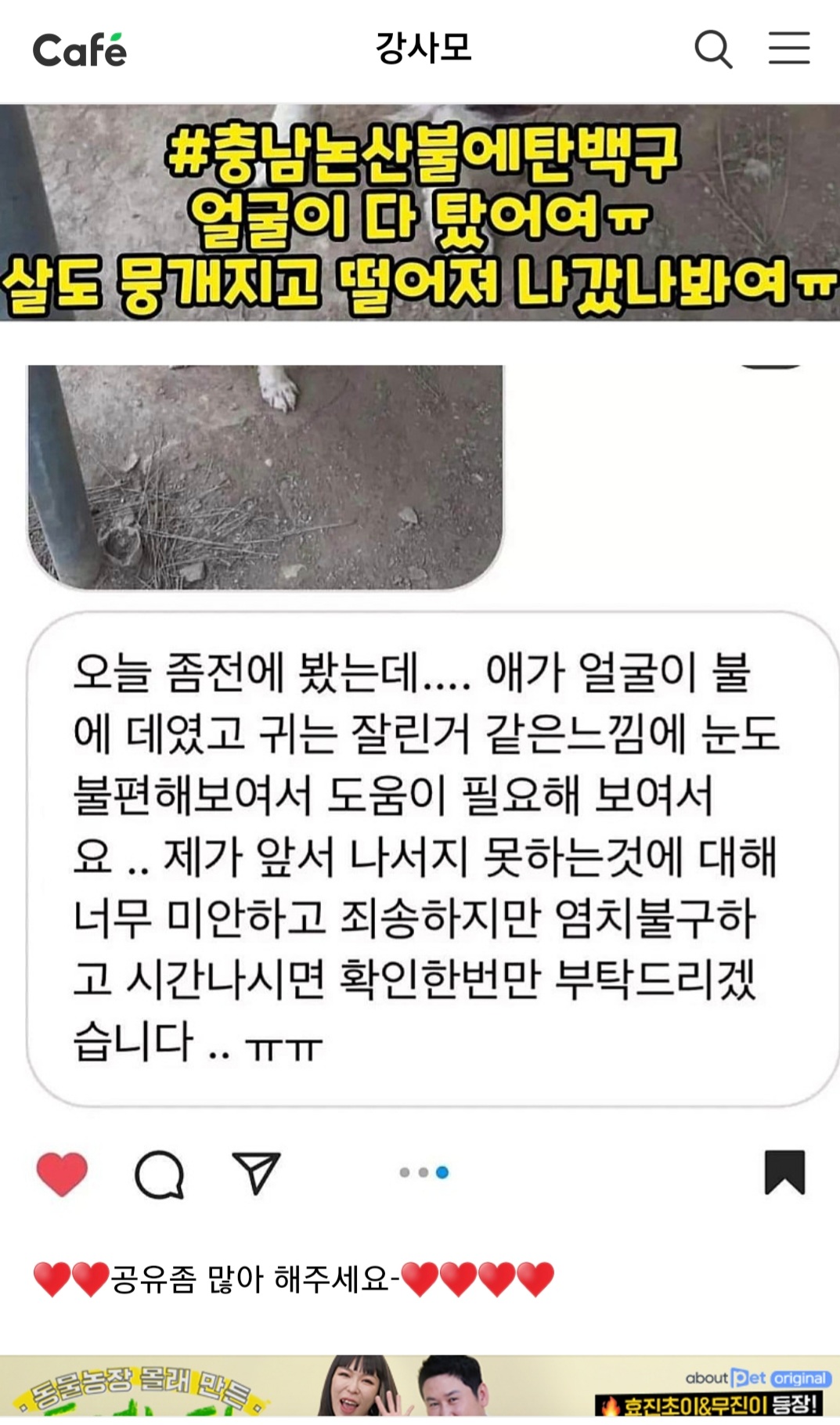 논산 도살장에서 가까스로 구조된 아이 도움이 절실합니다