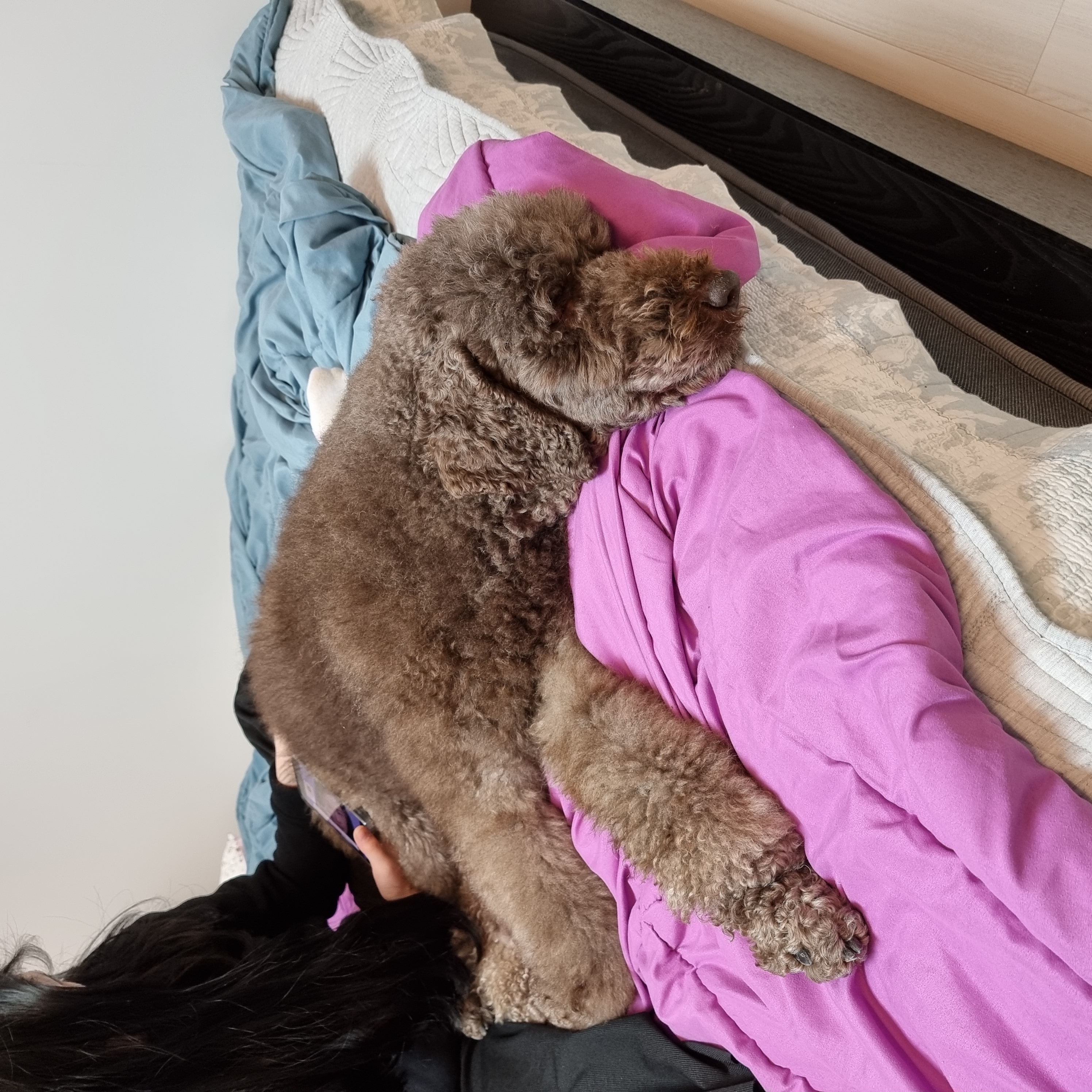 테라가 저희 가족이 되었습니다.