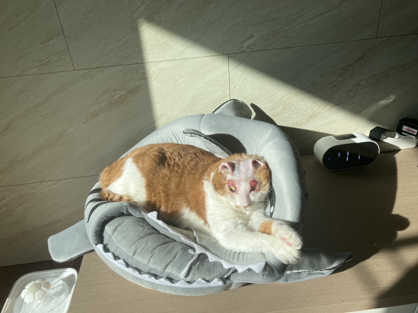 호순이 입양일기 :)