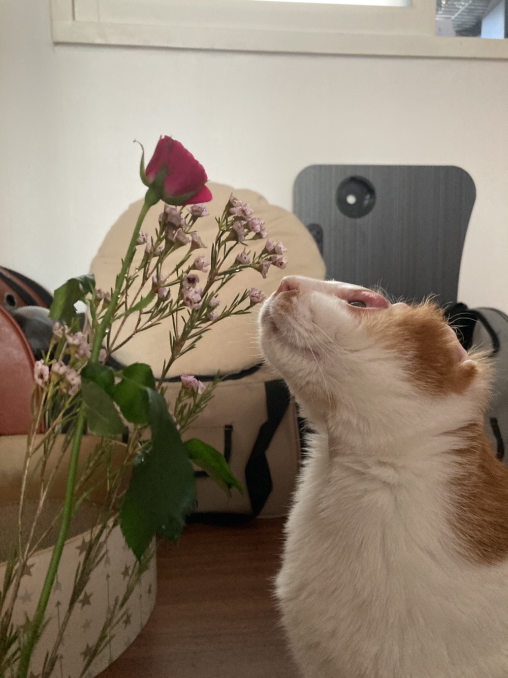 호순이 입양일기 :)