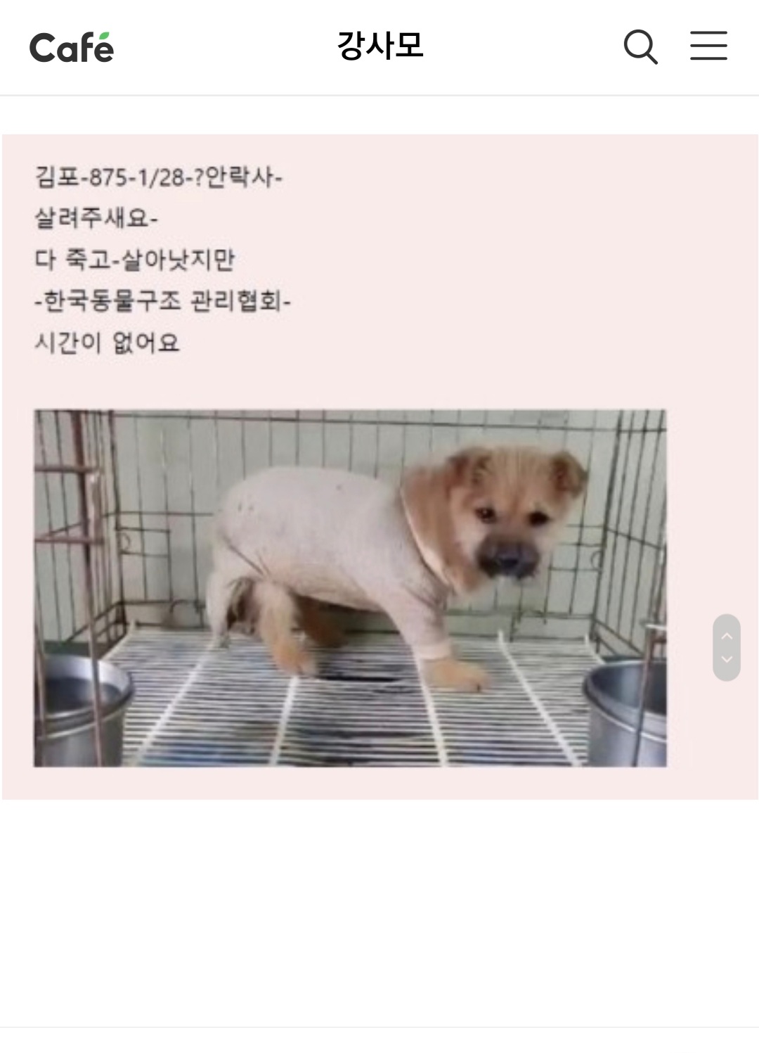 2개월 새끼 오늘 안락사 예정이라는데 이미 늦은건 아니겠죠..
