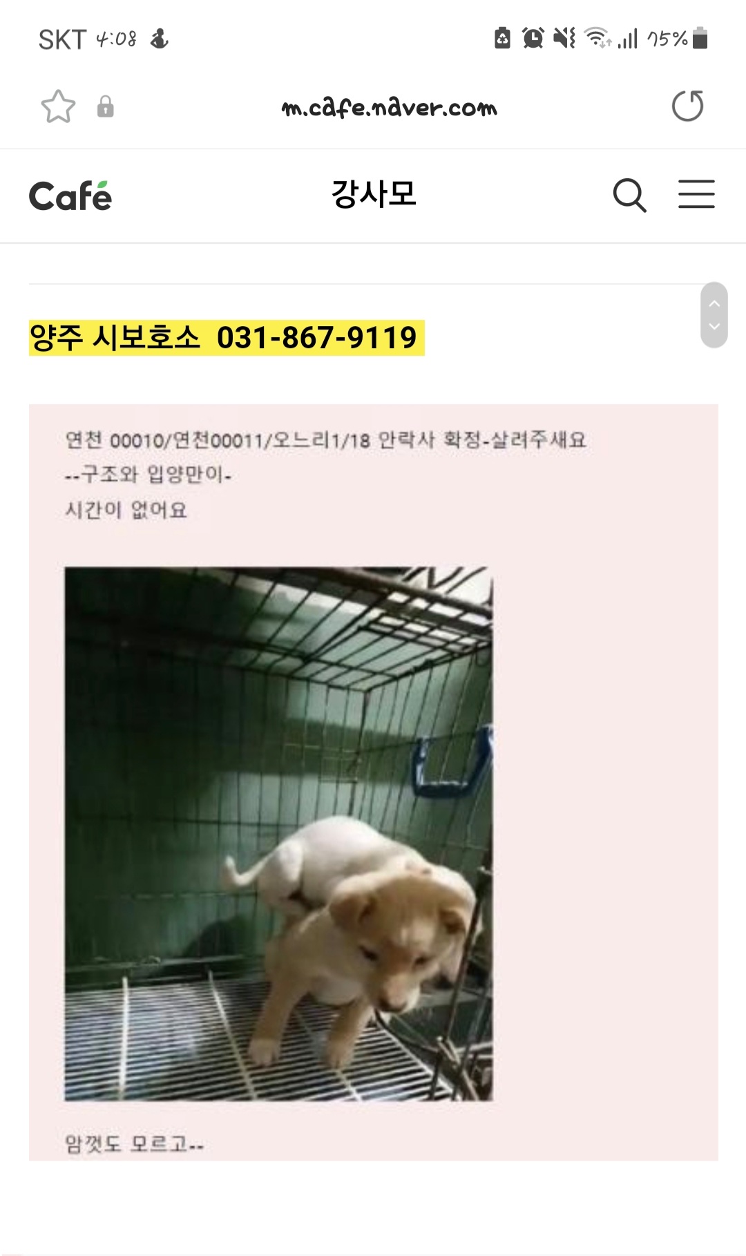 2개월 새끼 오늘 안락사 예정이라는데 이미 늦은건 아니겠죠..