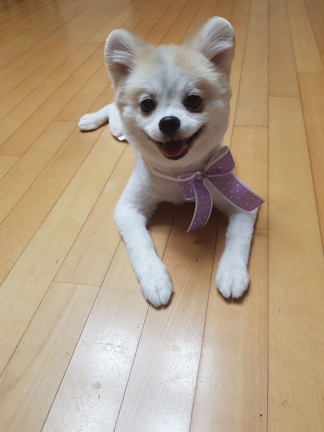 곤지암 레오( 구 금송이) 오랜만에 인사드려요~