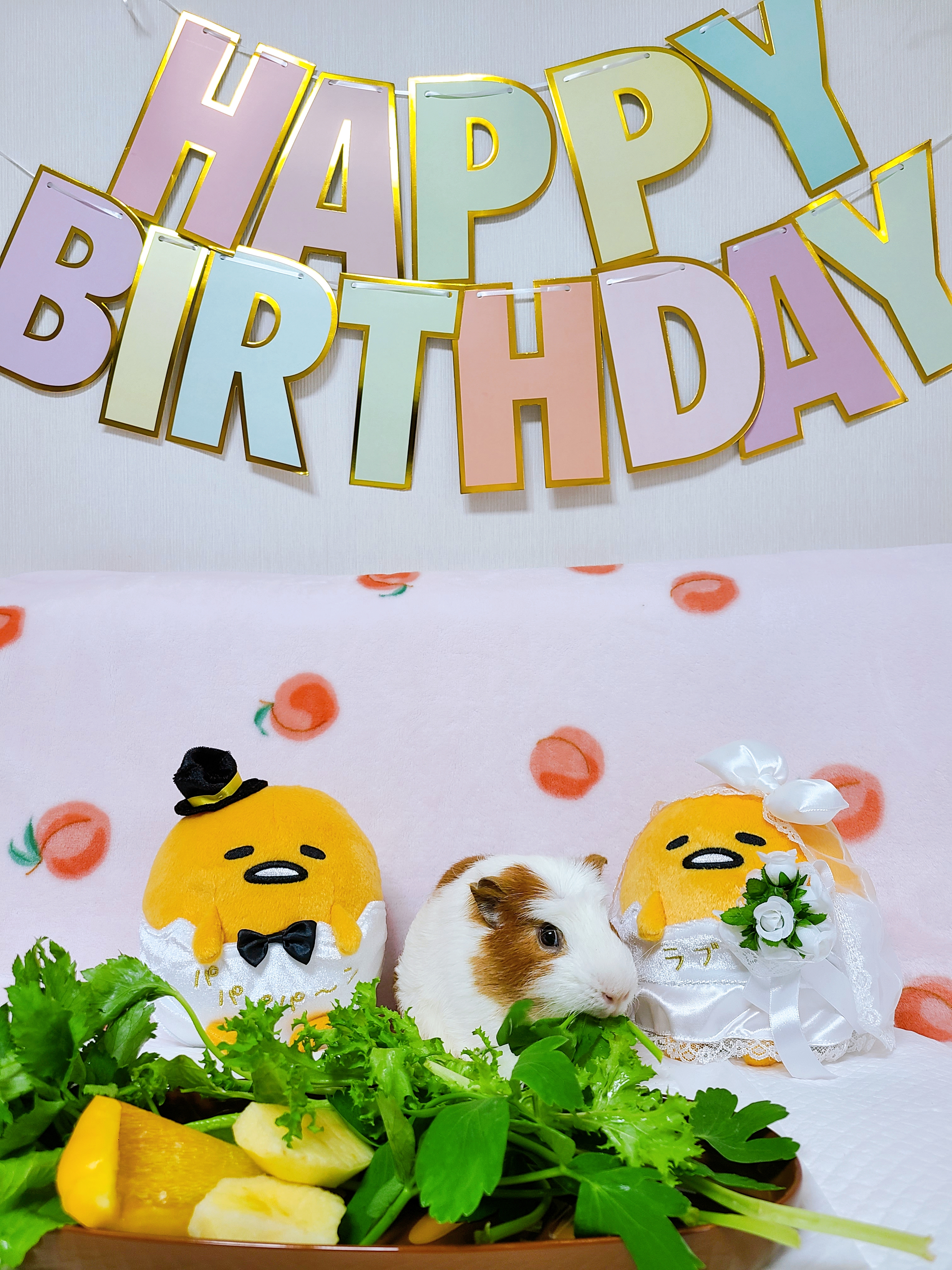 기니피그 마론&크림 2주년♡