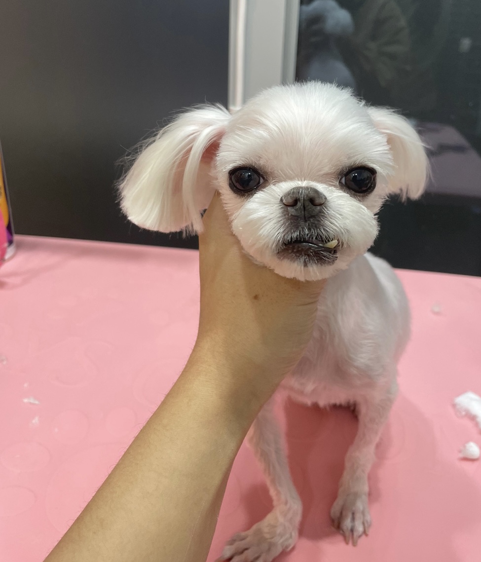 요다와 함께 