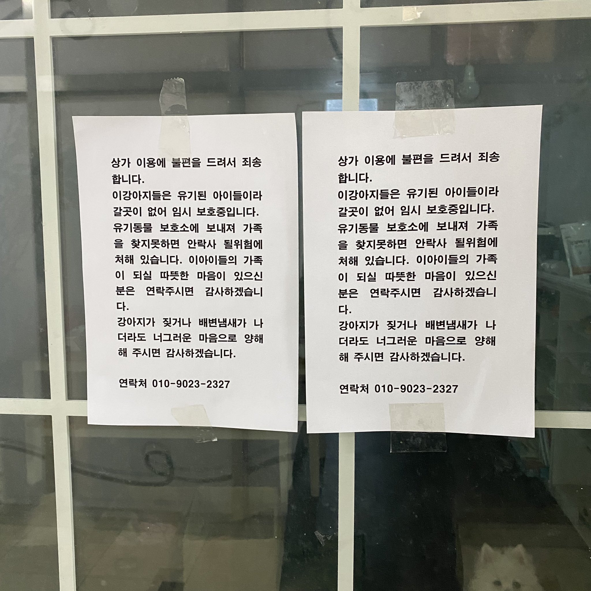 3마리 강아지들이 3주째 갇혀있는거같아요 도와주세요