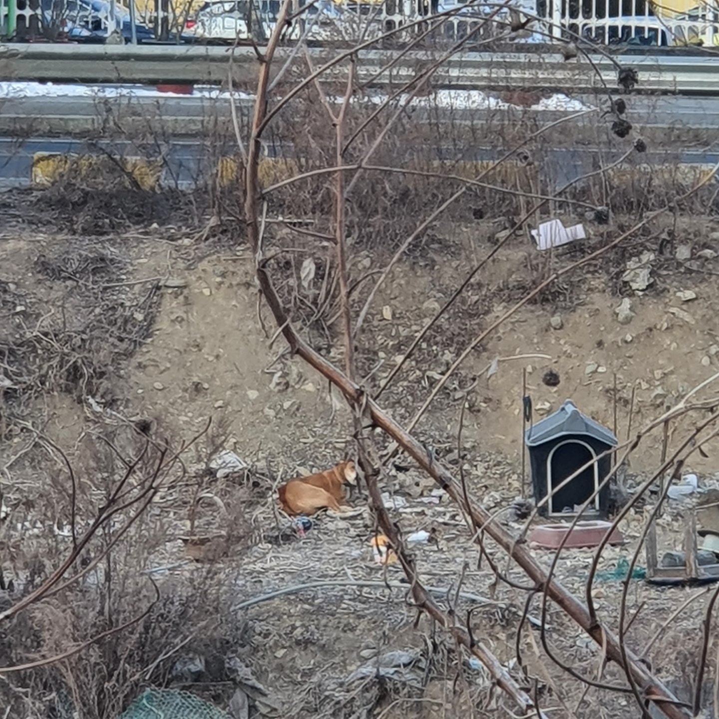 추운겨울에 밤낮으로 도로가 밑에  묶여있어요